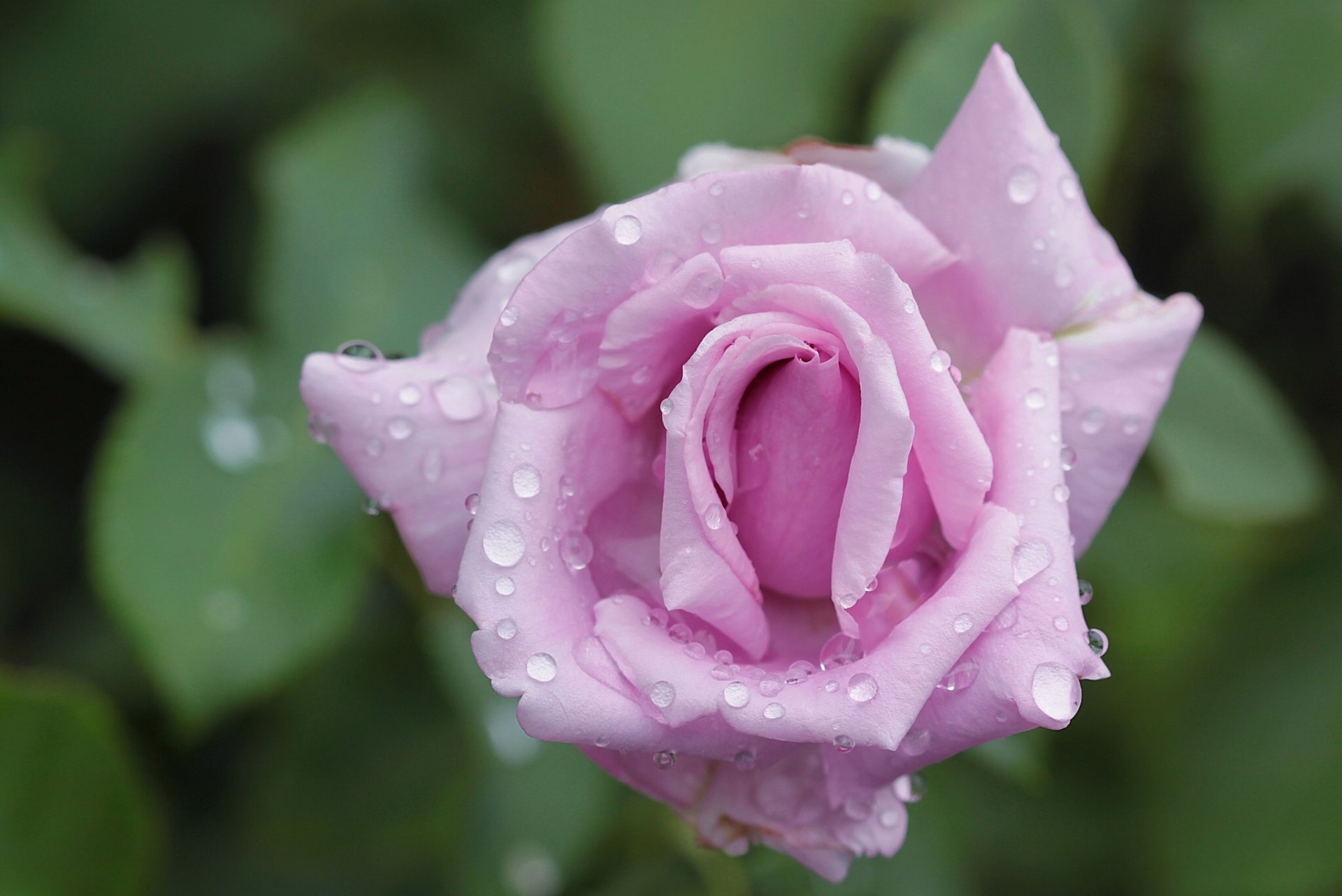 rosa brote pétalos gotas macro