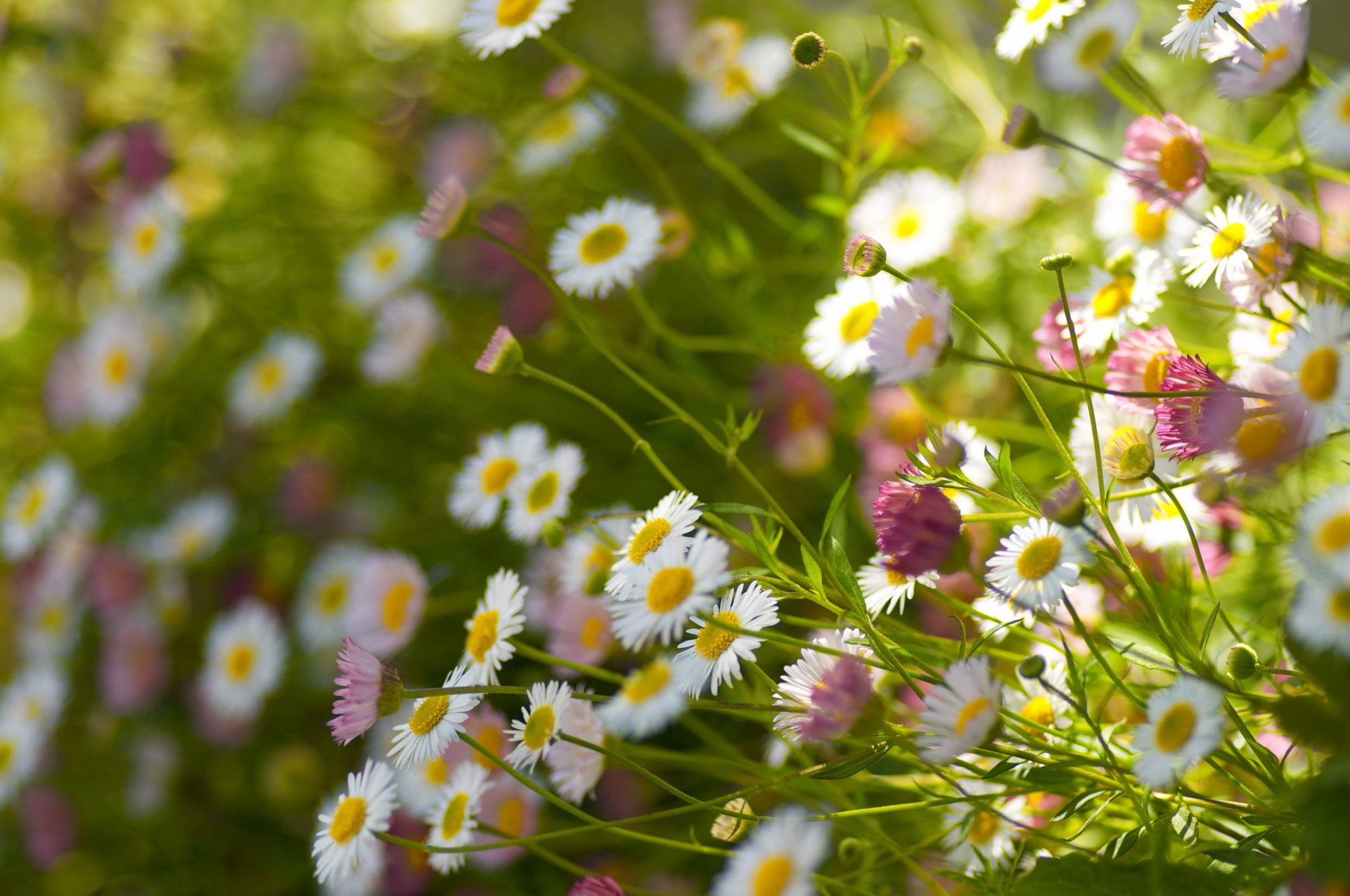 daisy petals stems the field bokeh angle