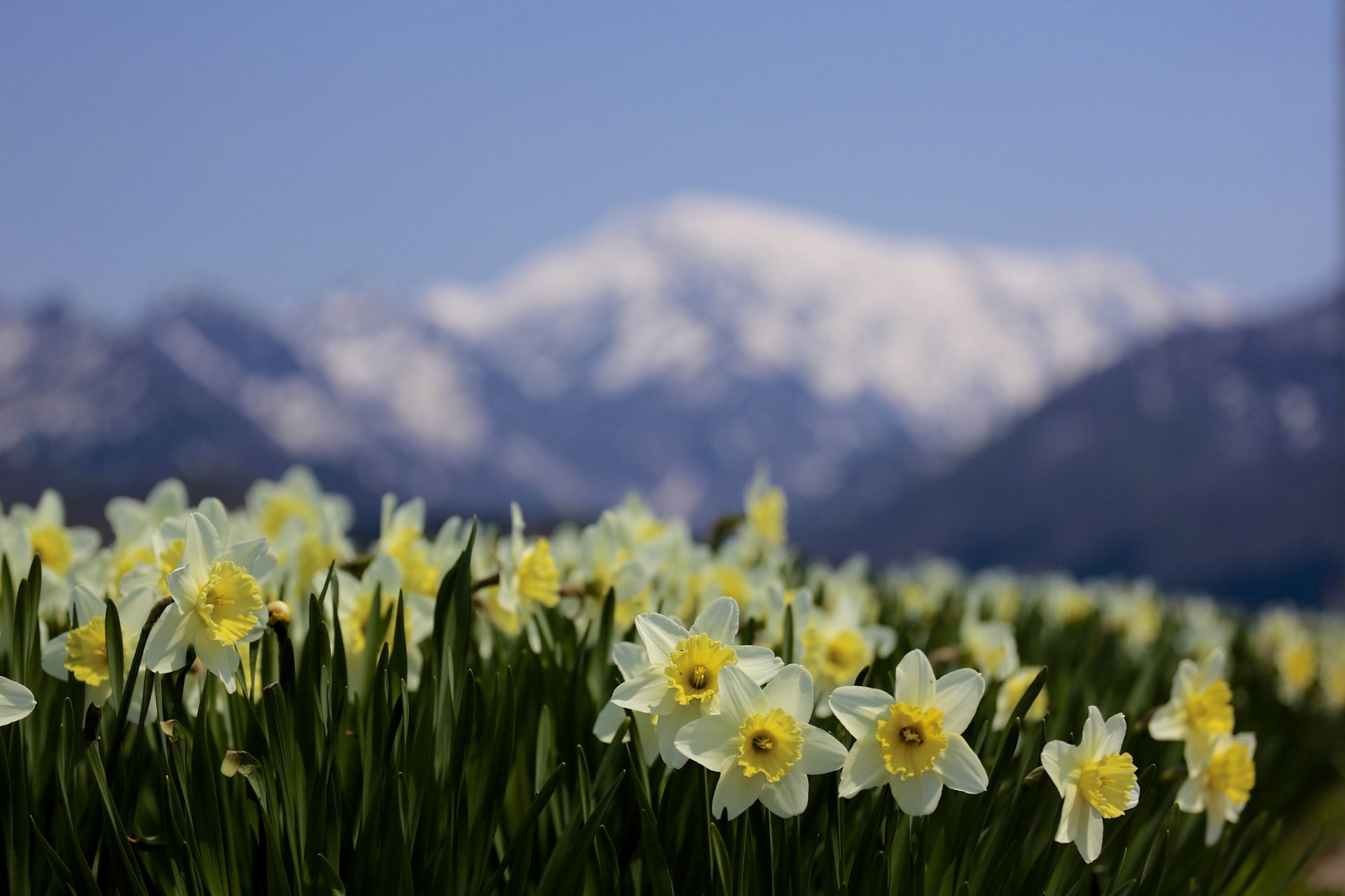 narcisi messa a fuoco fiori montagne sfocatura natura primavera