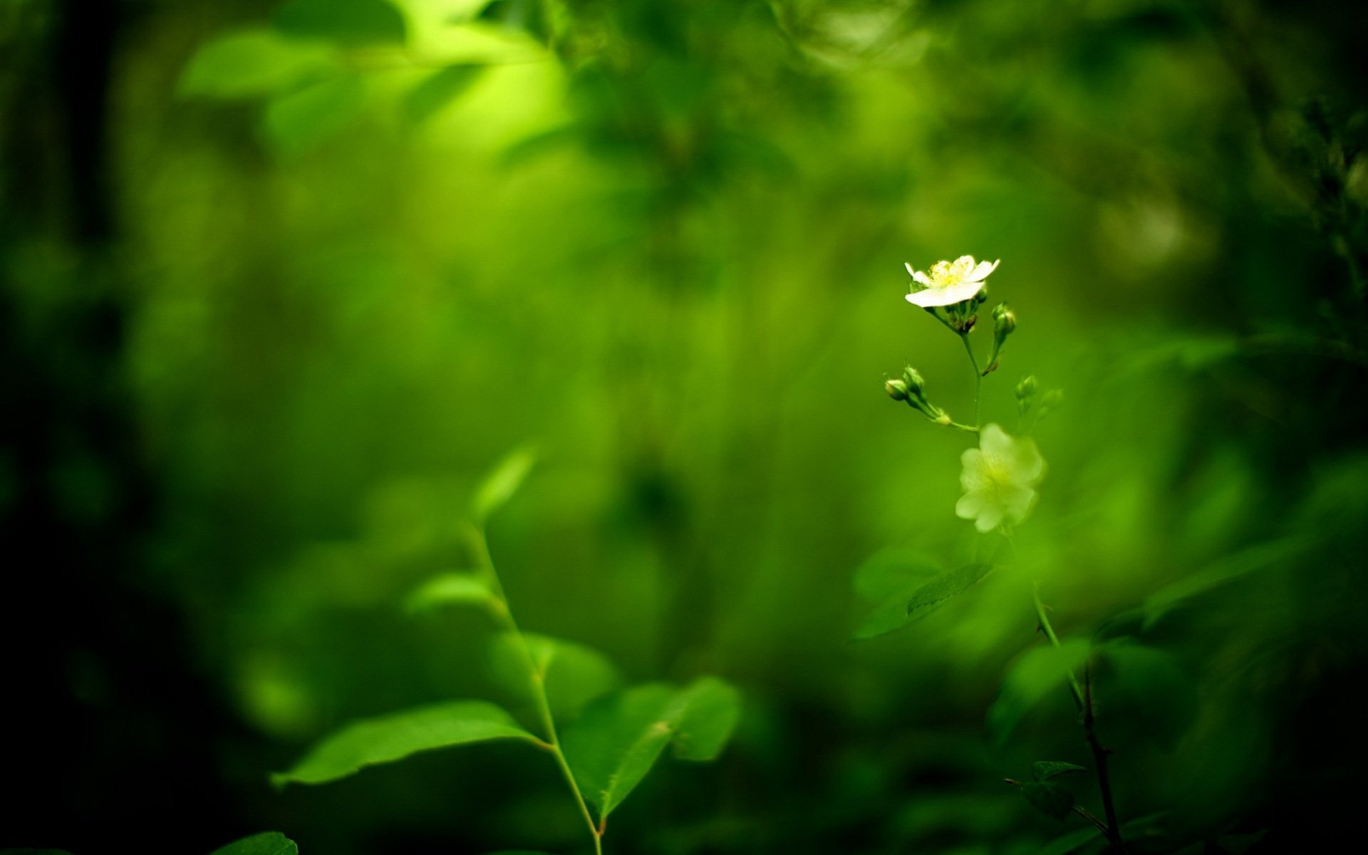 fiore bianco verde sfocatura