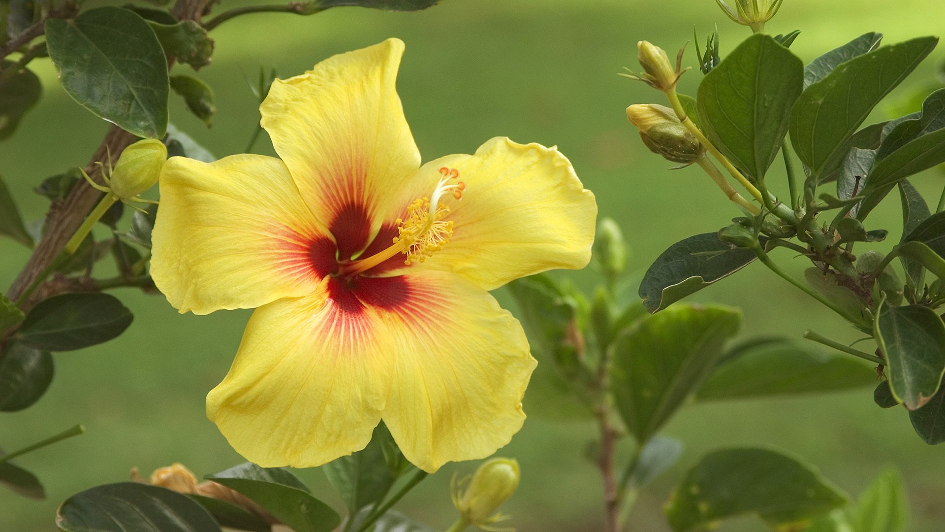 hibiskus knospen blätter