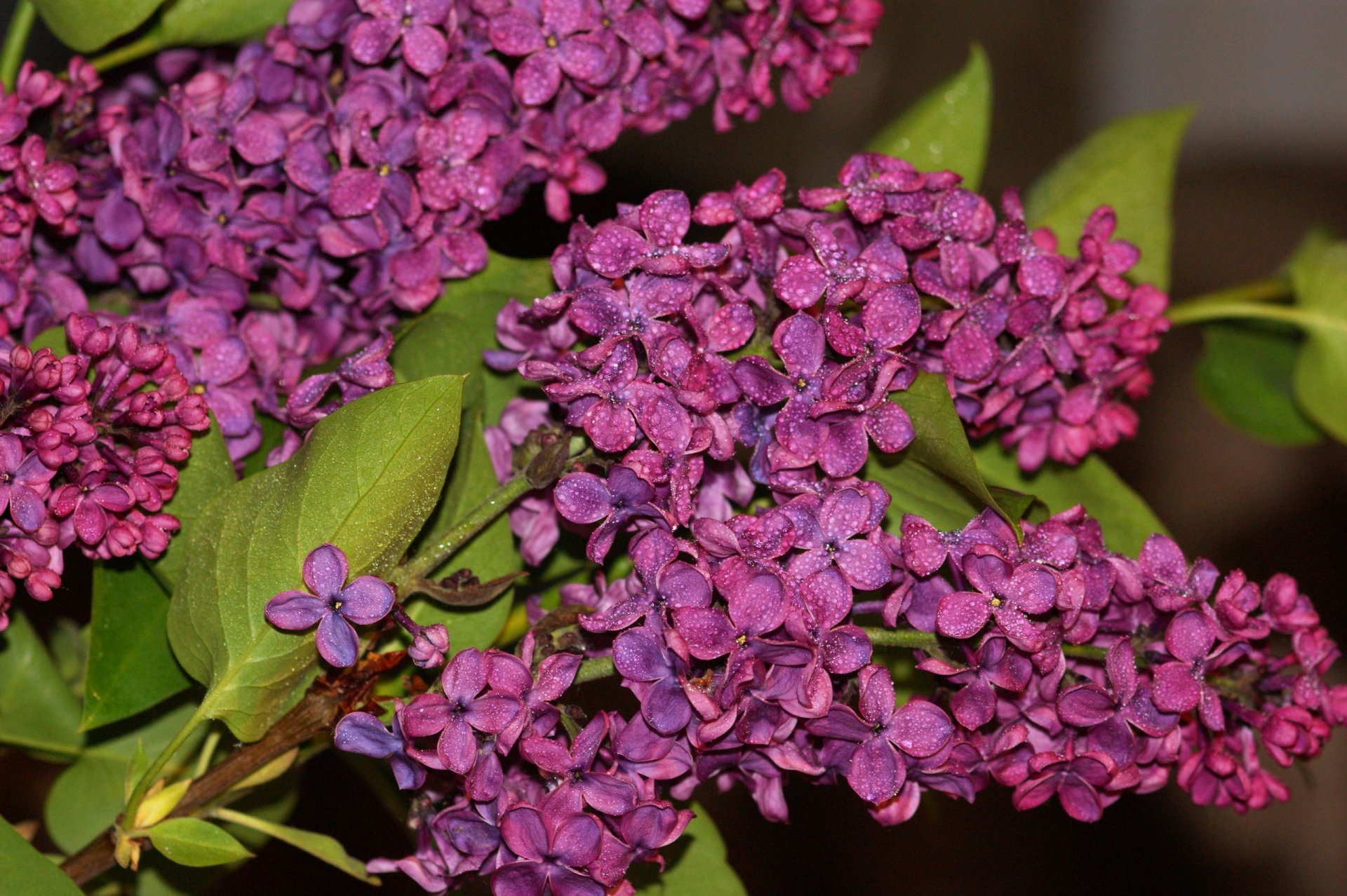 lilac inflorescence close up leaves branch