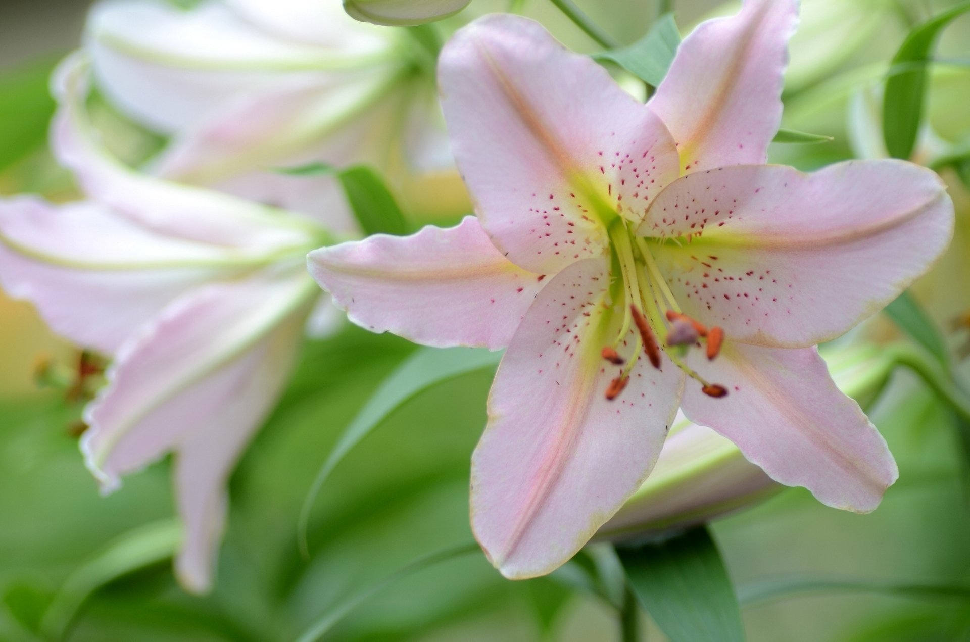 lilien blütenblätter makro