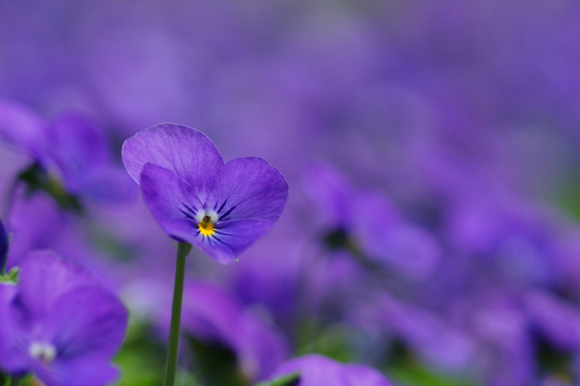 violettes violet lilas pétales fleurs clairière macro flou