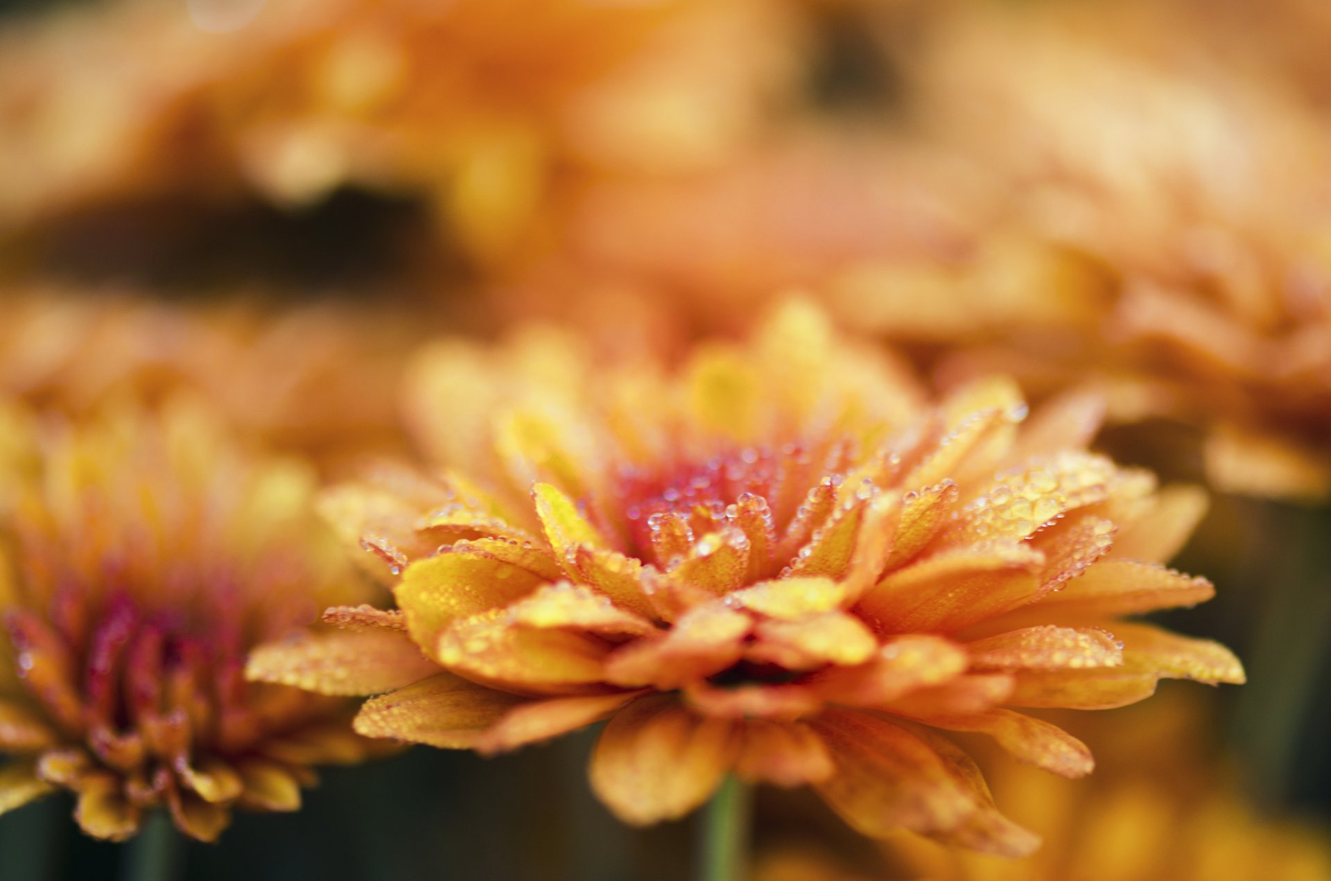 fleurs chrysanthèmes gros plan rosée gouttes eau