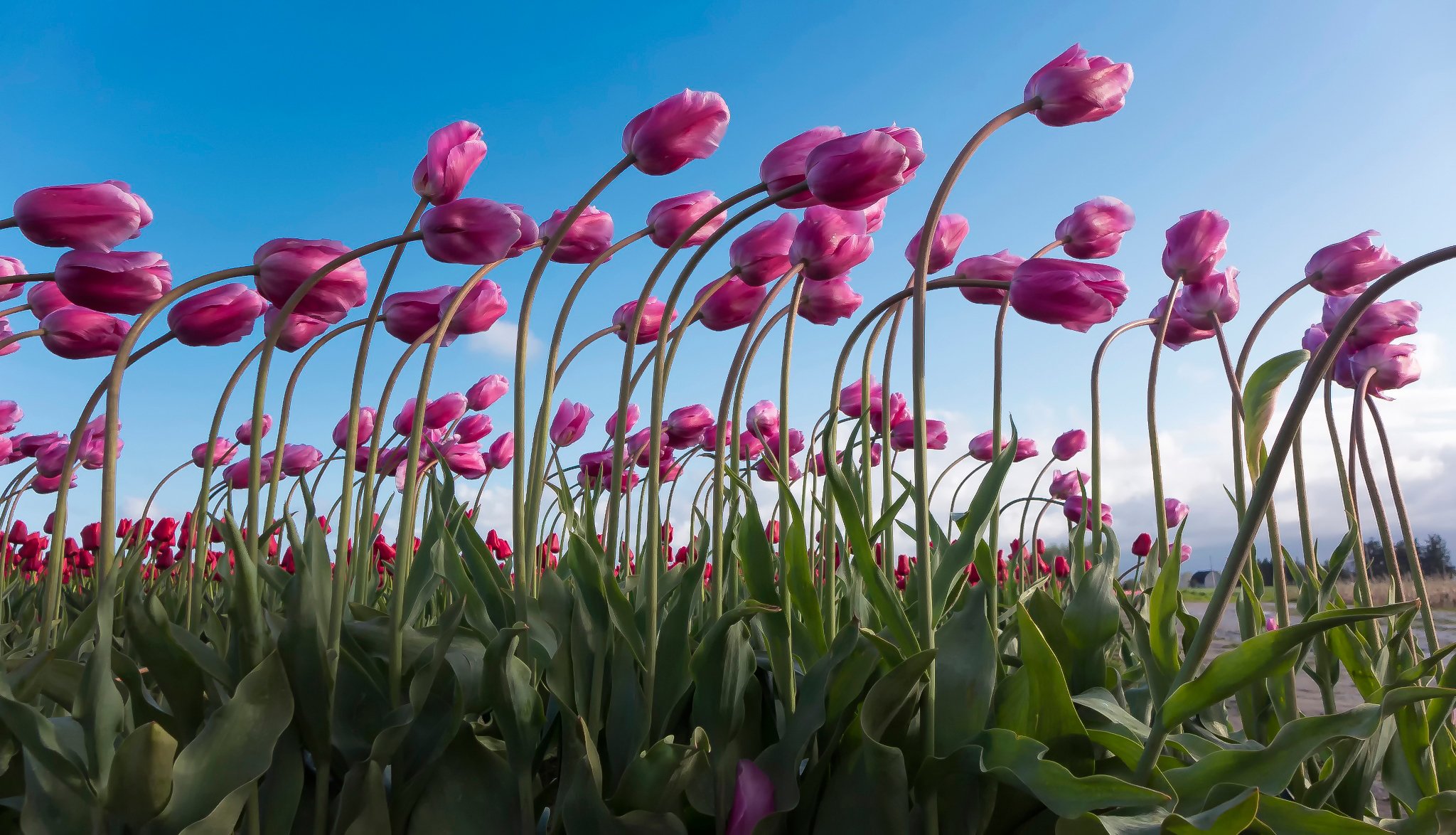 tulipany nachylenie wiele