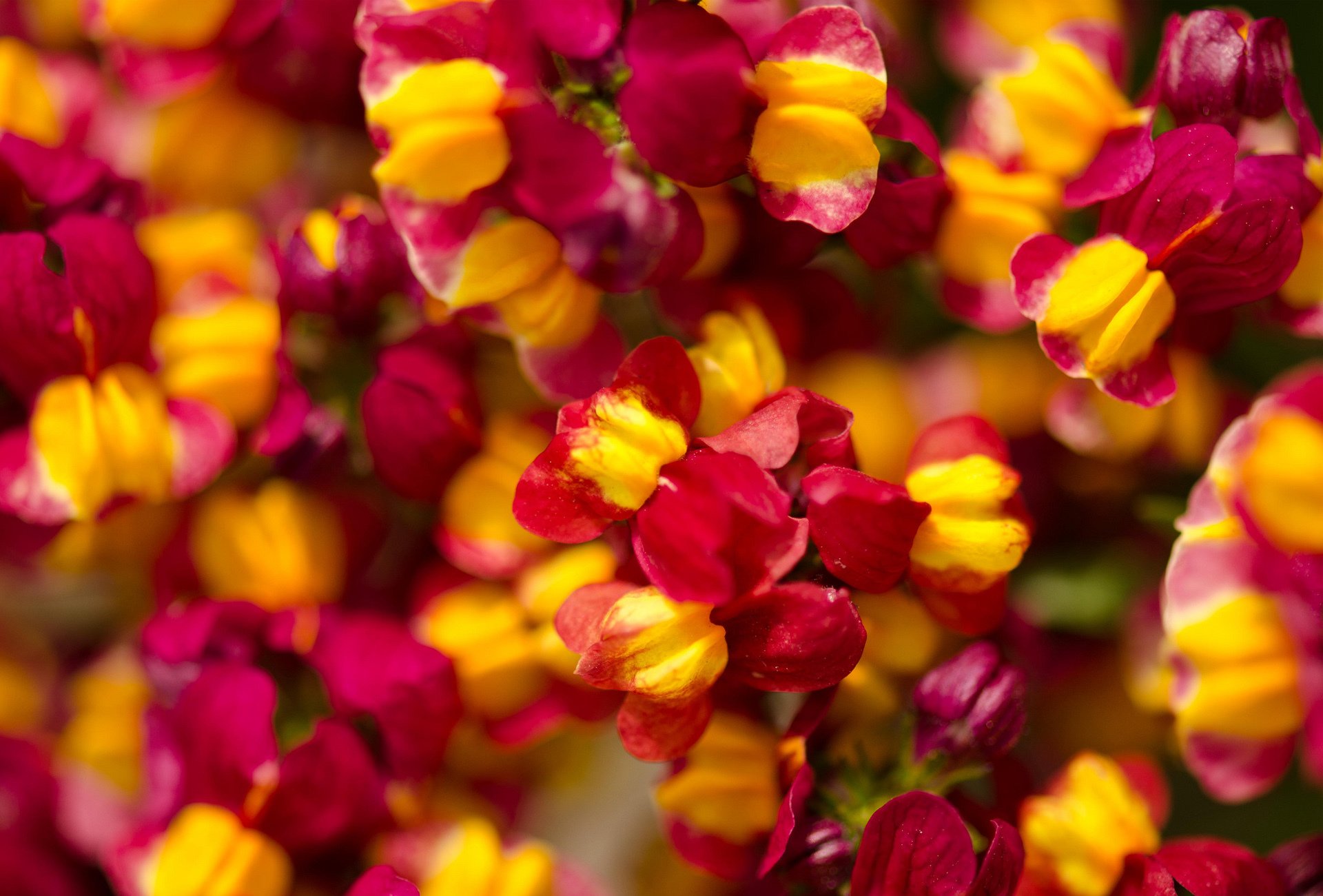 fiori piccoli luminosi natura molto