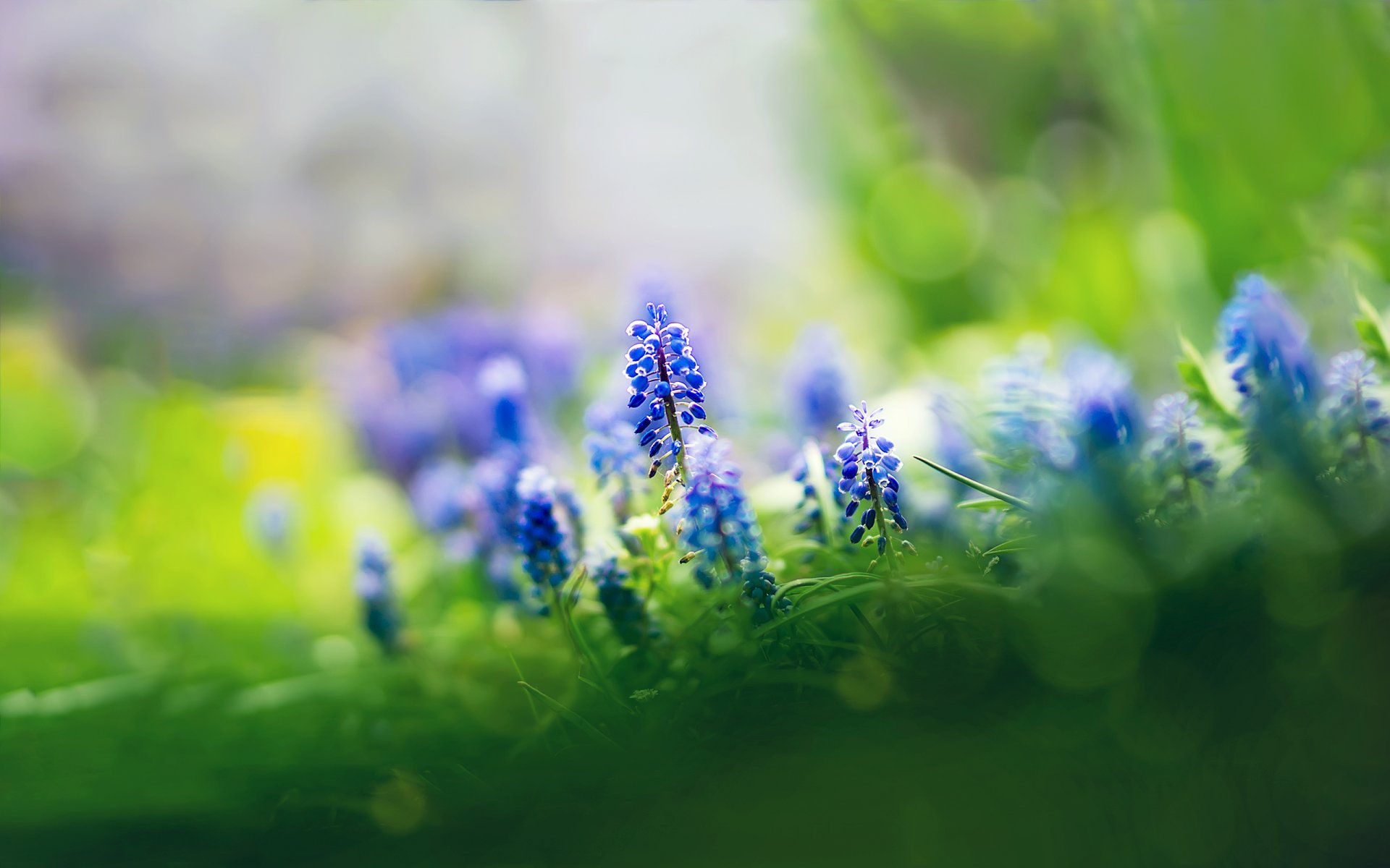 muscari flores azul enfoque hierba