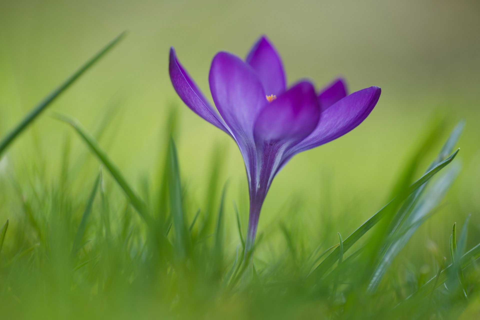 gras blume krokus