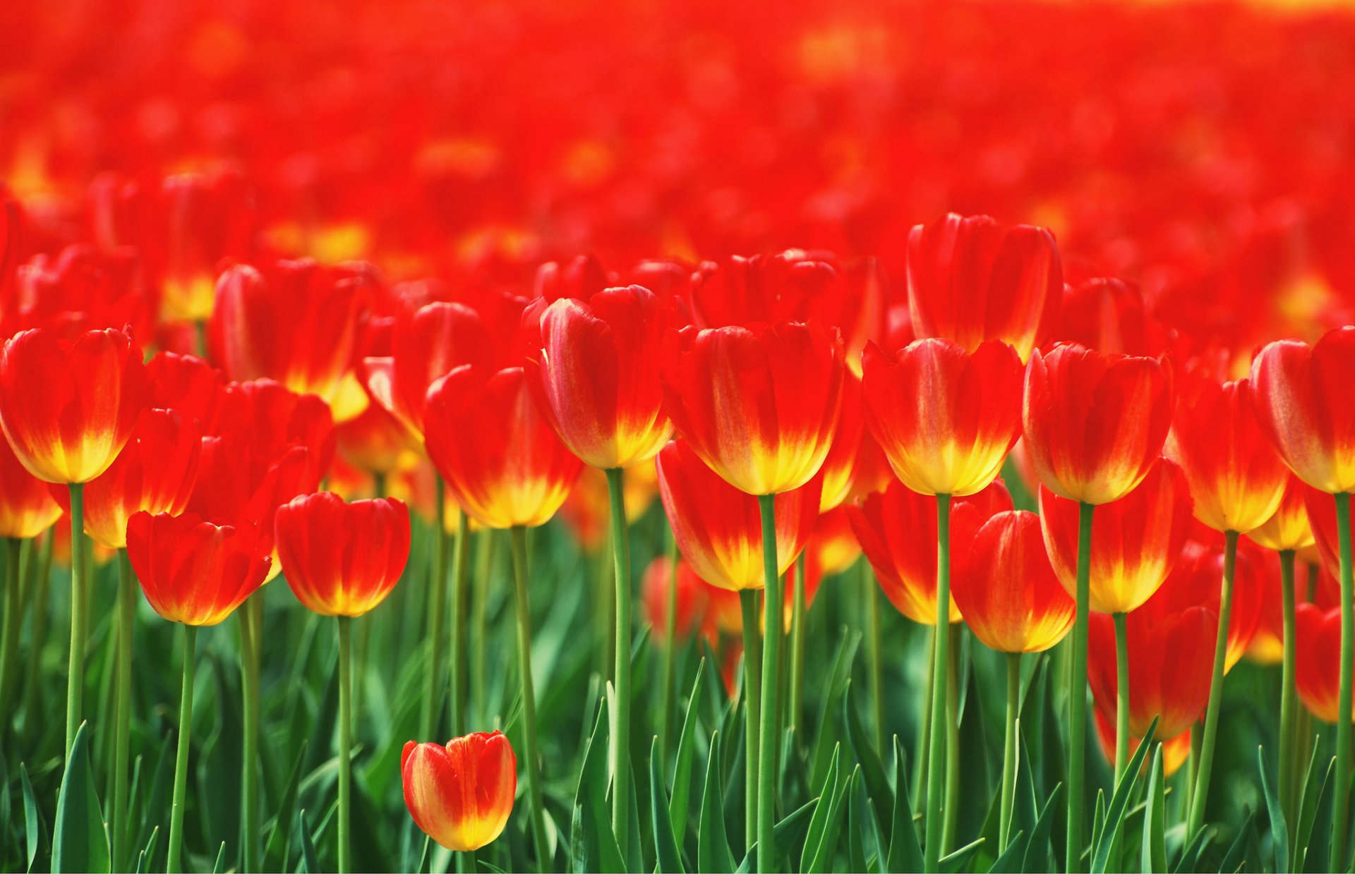 parterre flores rojo tulipanes