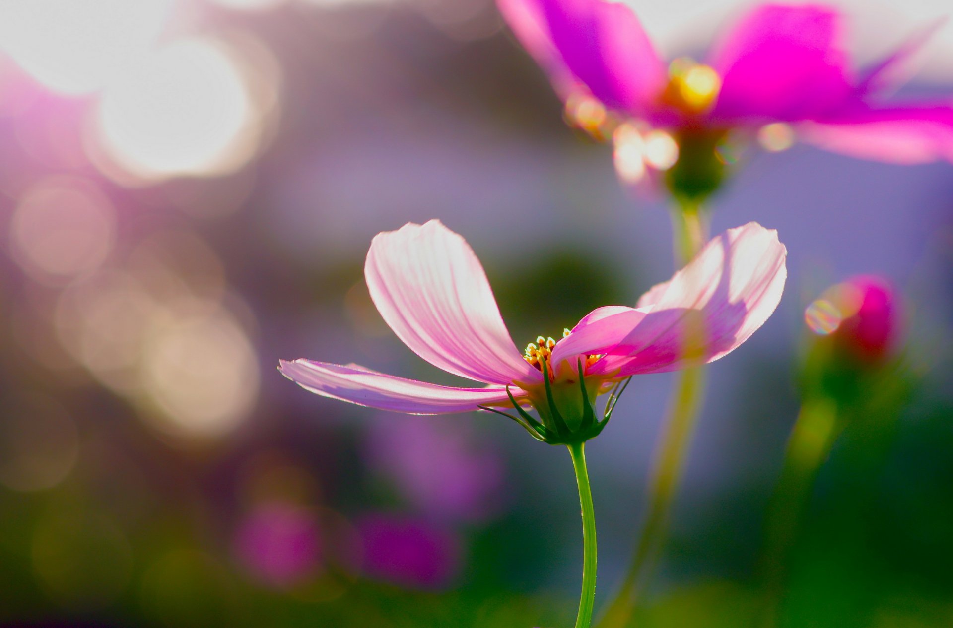 flores rosa cosmea reflejos