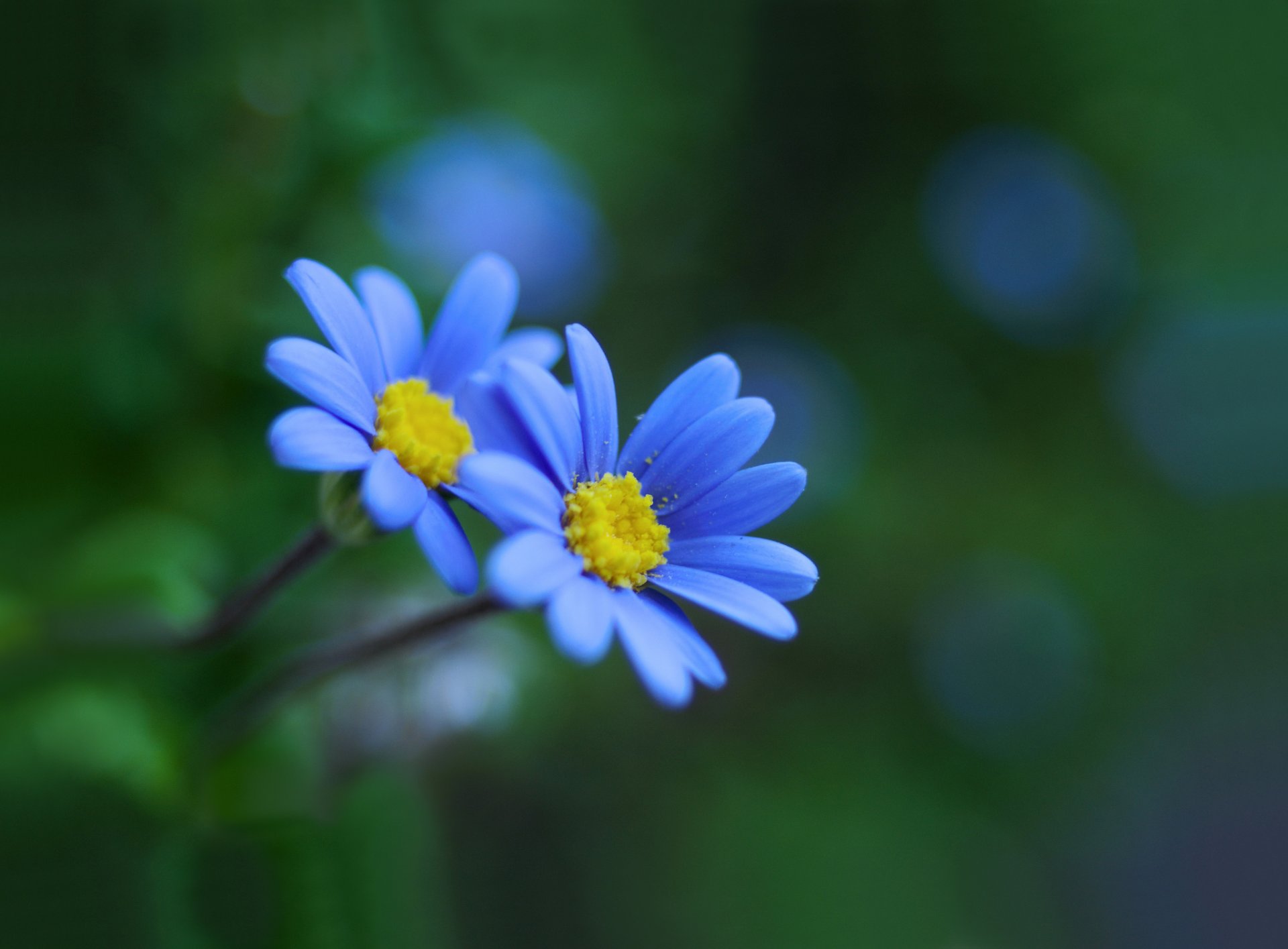 flower blue reflections background bokeh