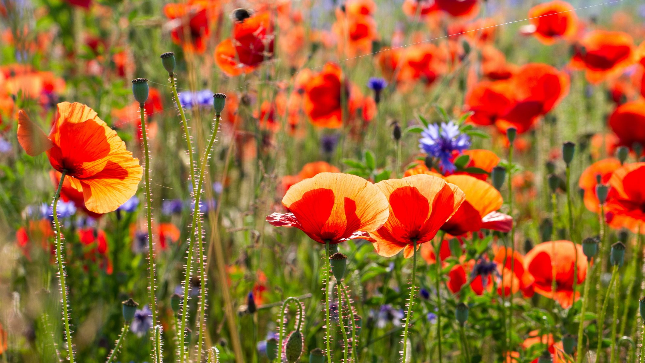 flower poppies summer