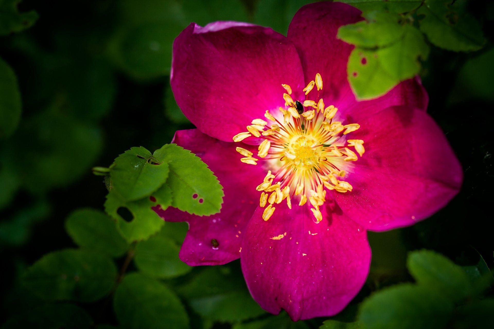 dog rose close up leaves petal