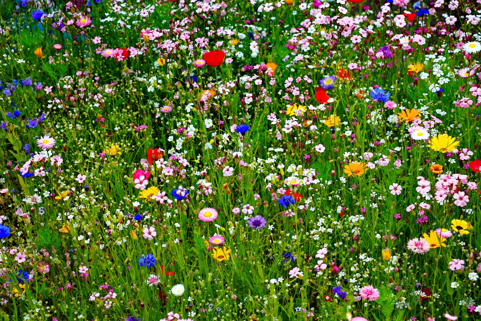 champ pré herbe pétales été nature