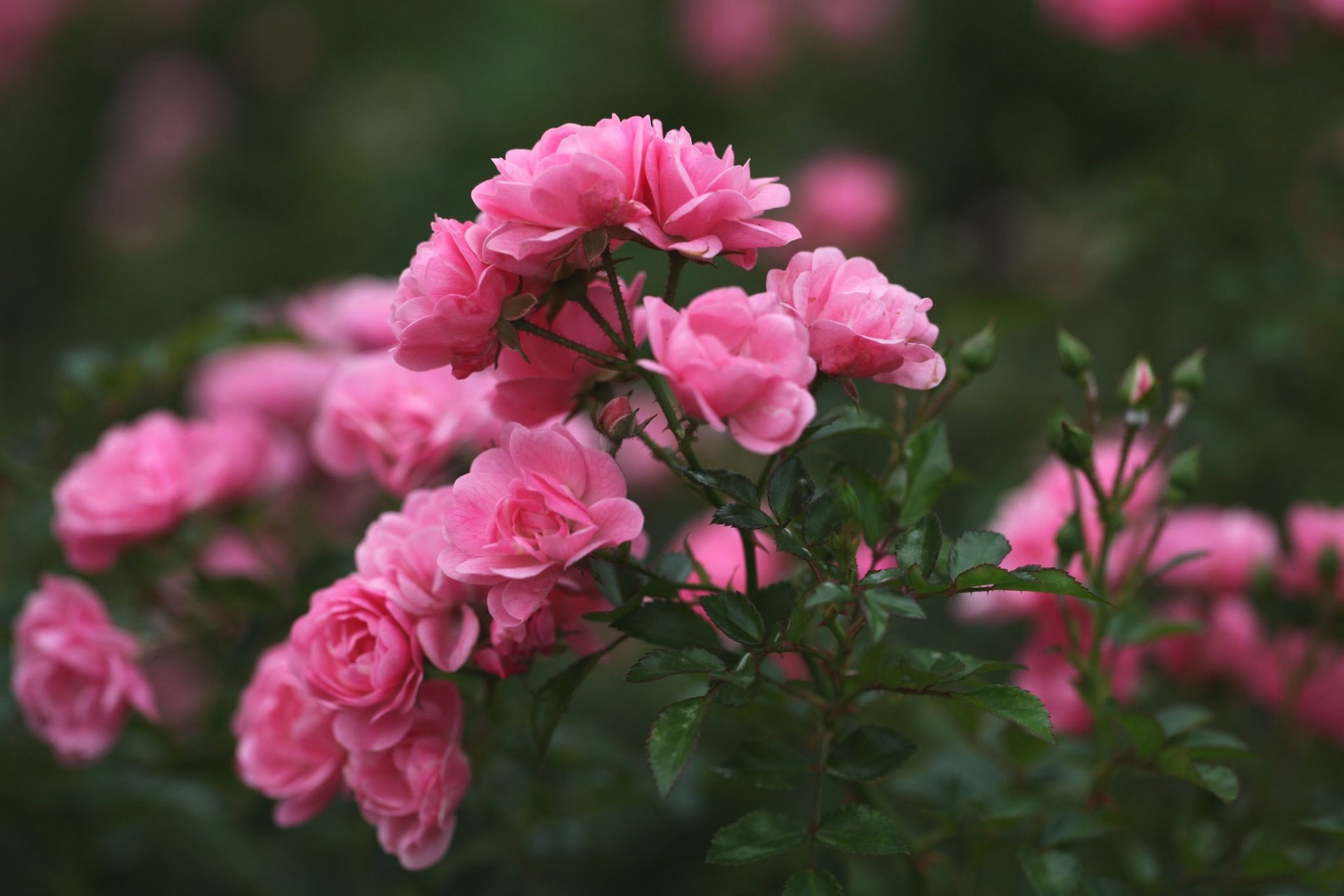 roses buds pink petals blur