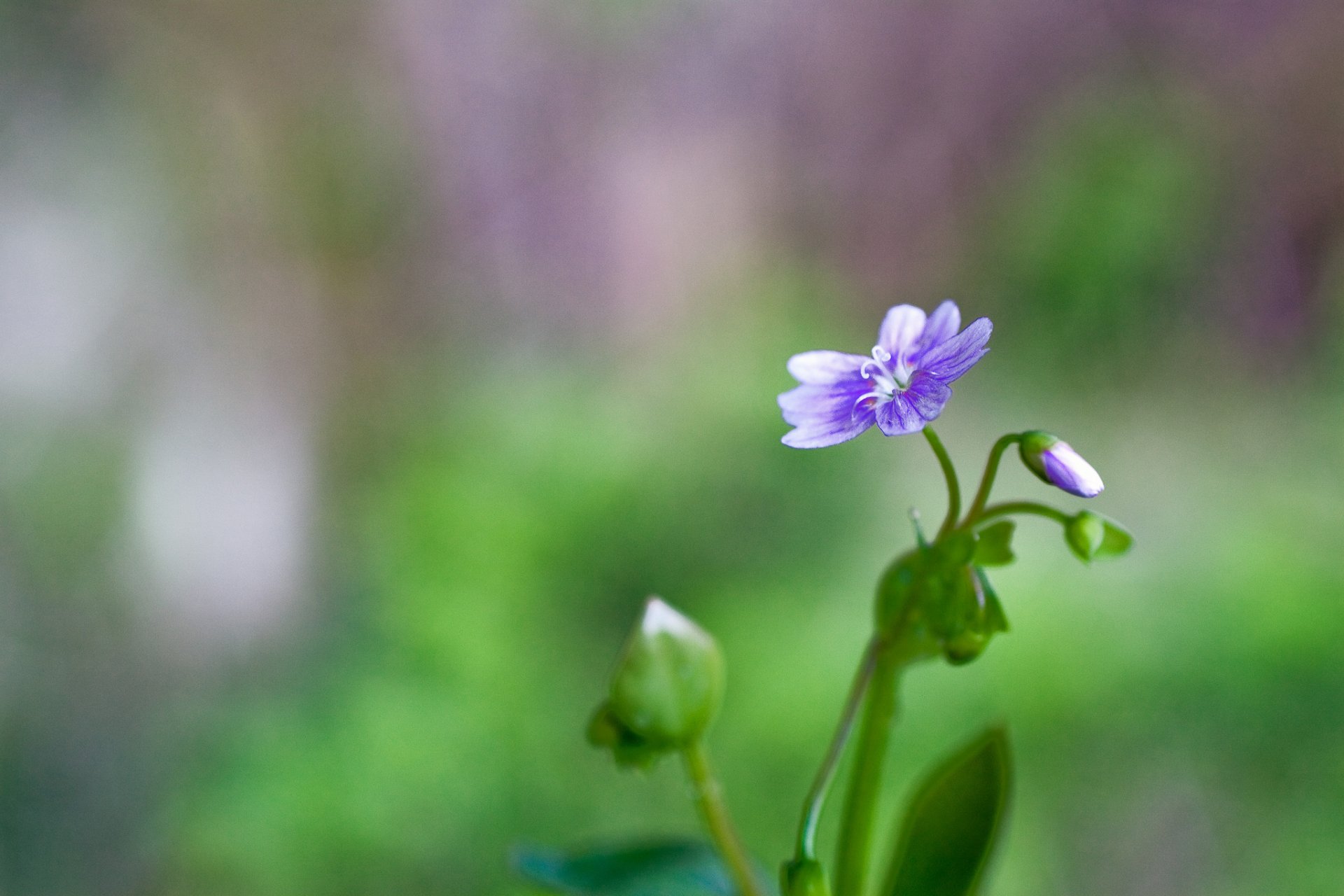 flor lila brotes hojas fondo