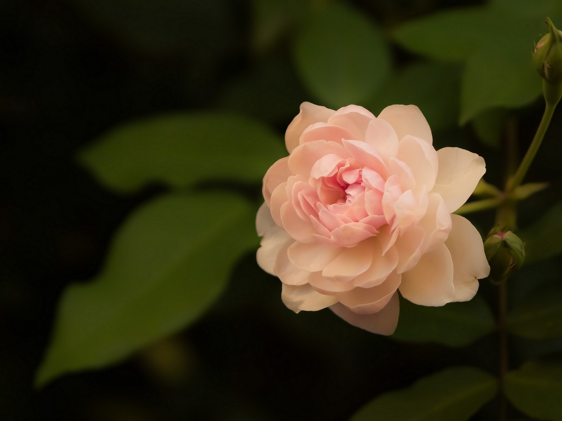 rosa macro petali