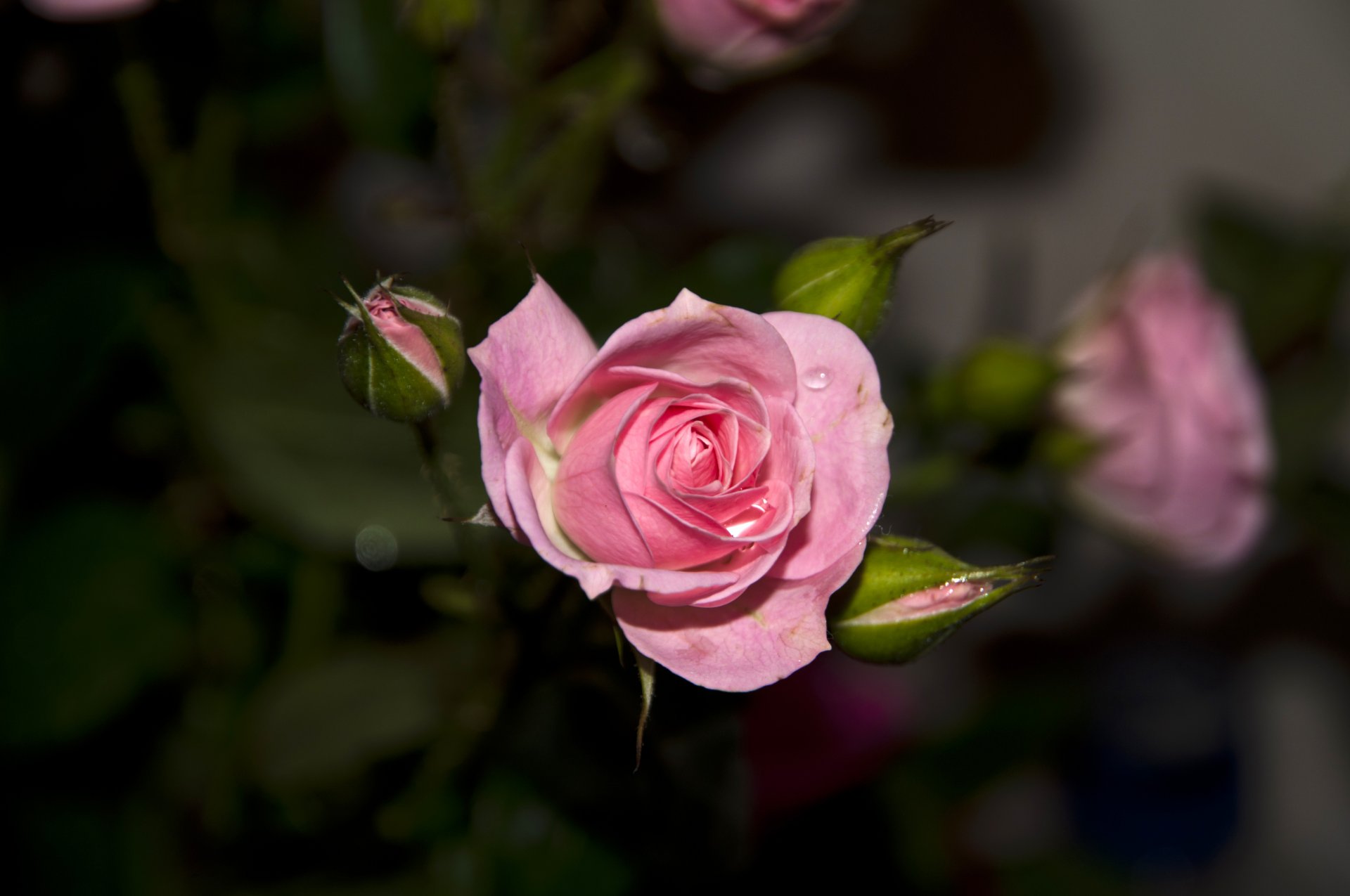 rose fleur pétales bourgeon