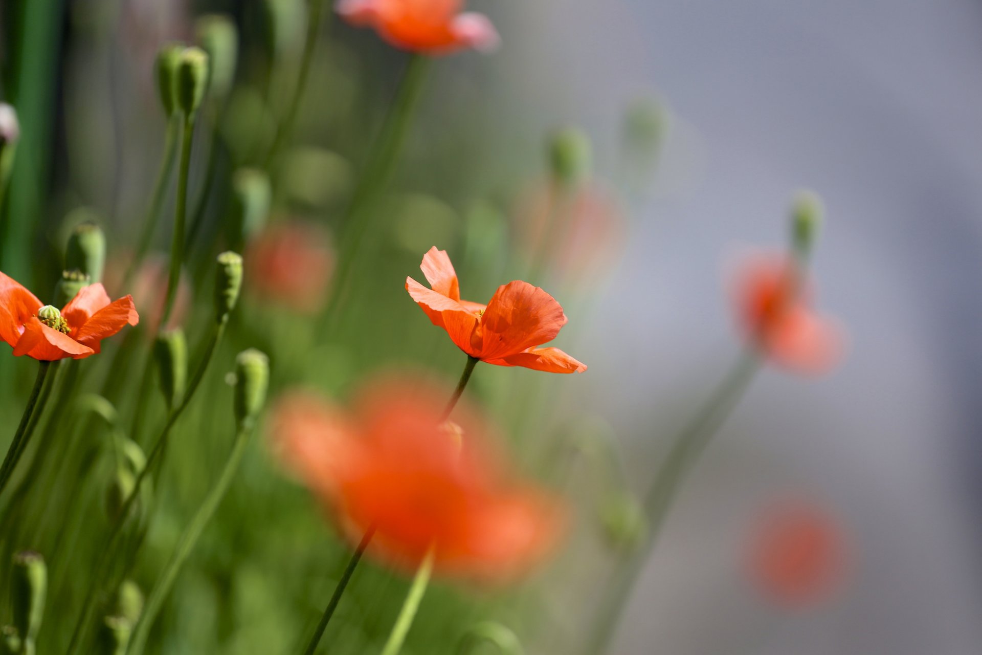 mohnblumen rot feld viel sommer natur fokus