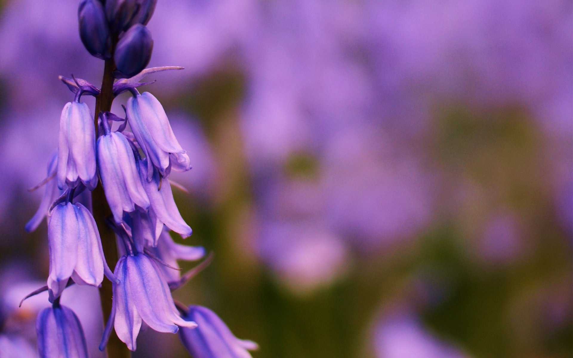 fleur cloches lilas mise au point champ été