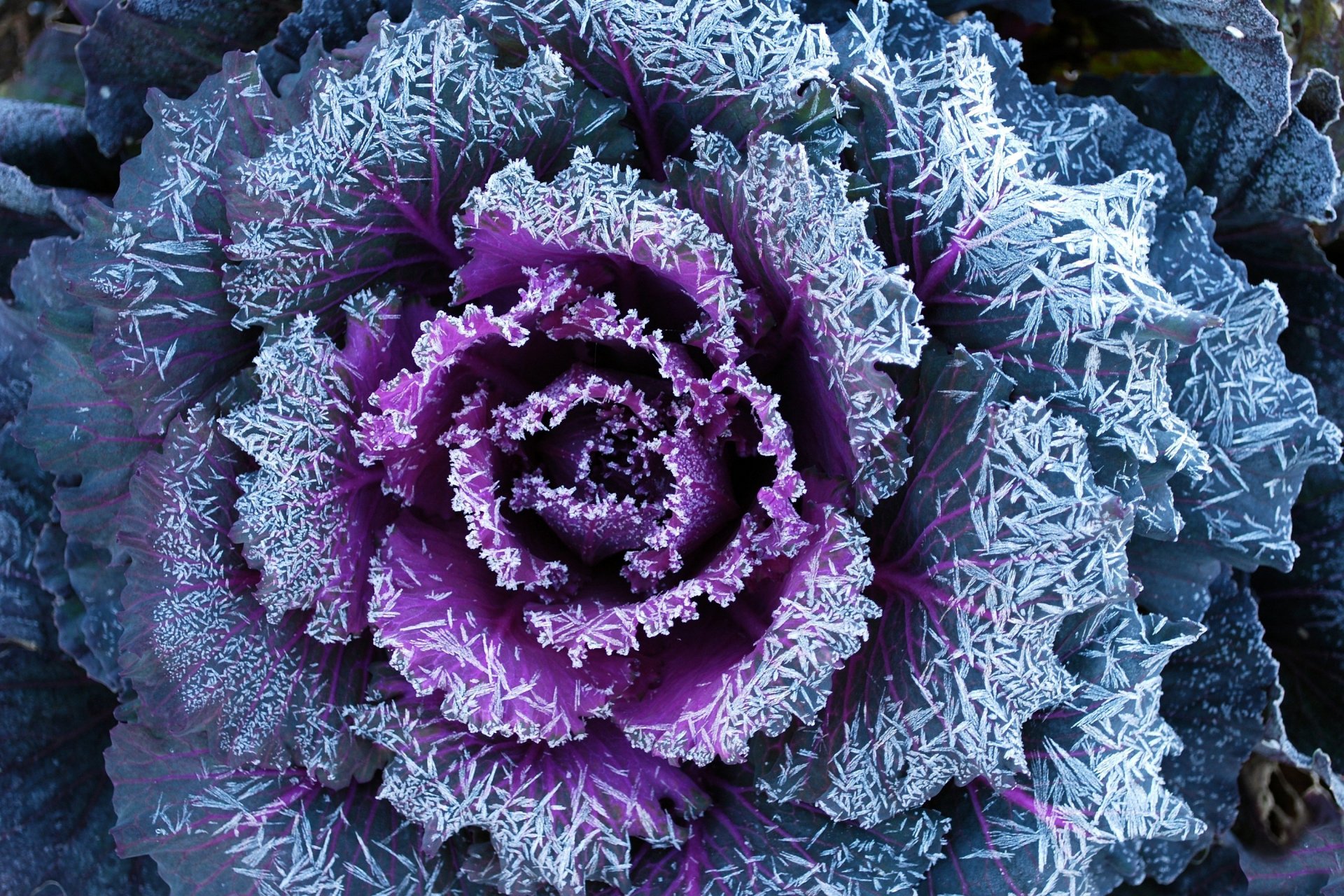 decorative cabbage leaves petals close up