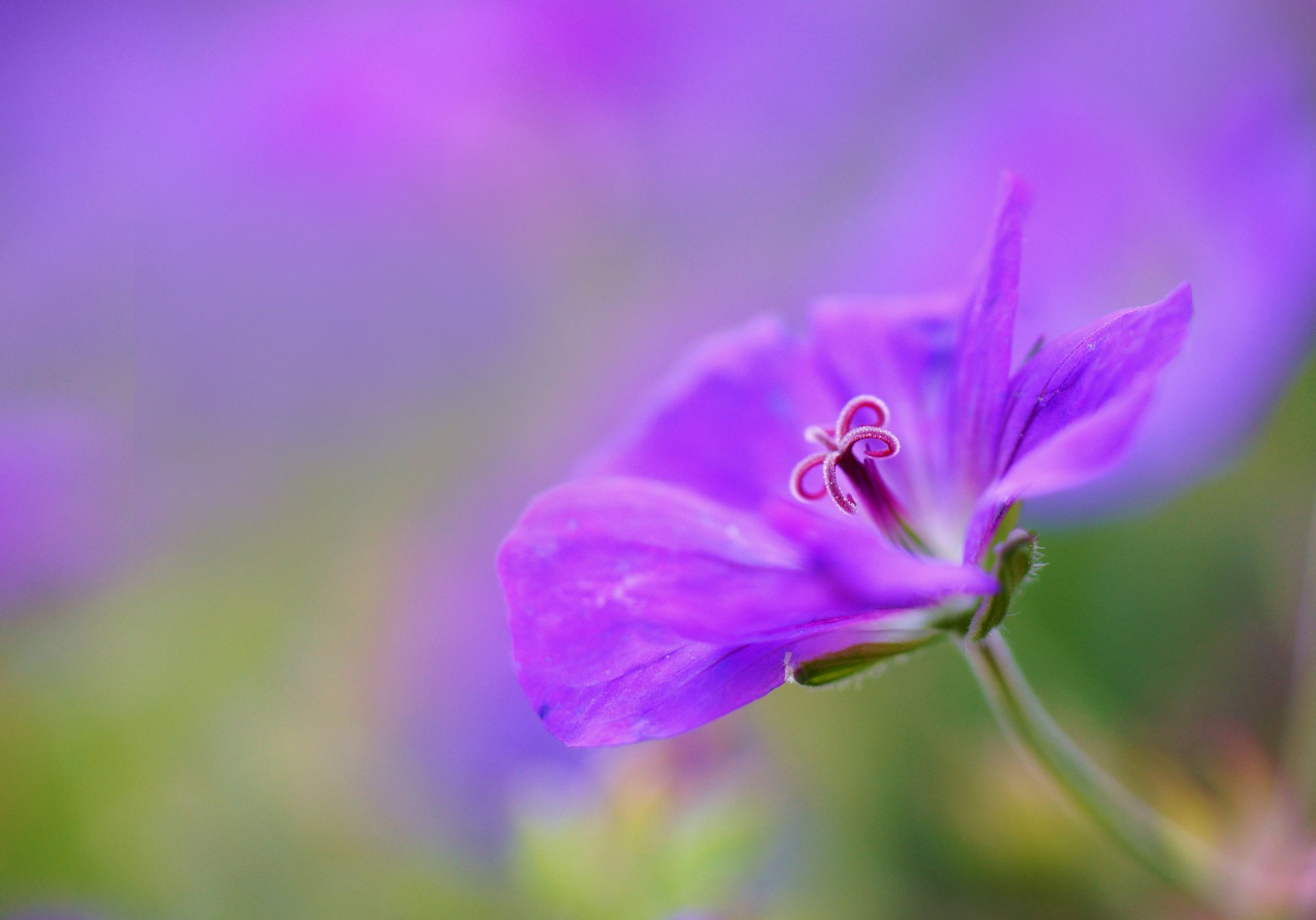 geranio gru lilla fiore petali macro messa a fuoco