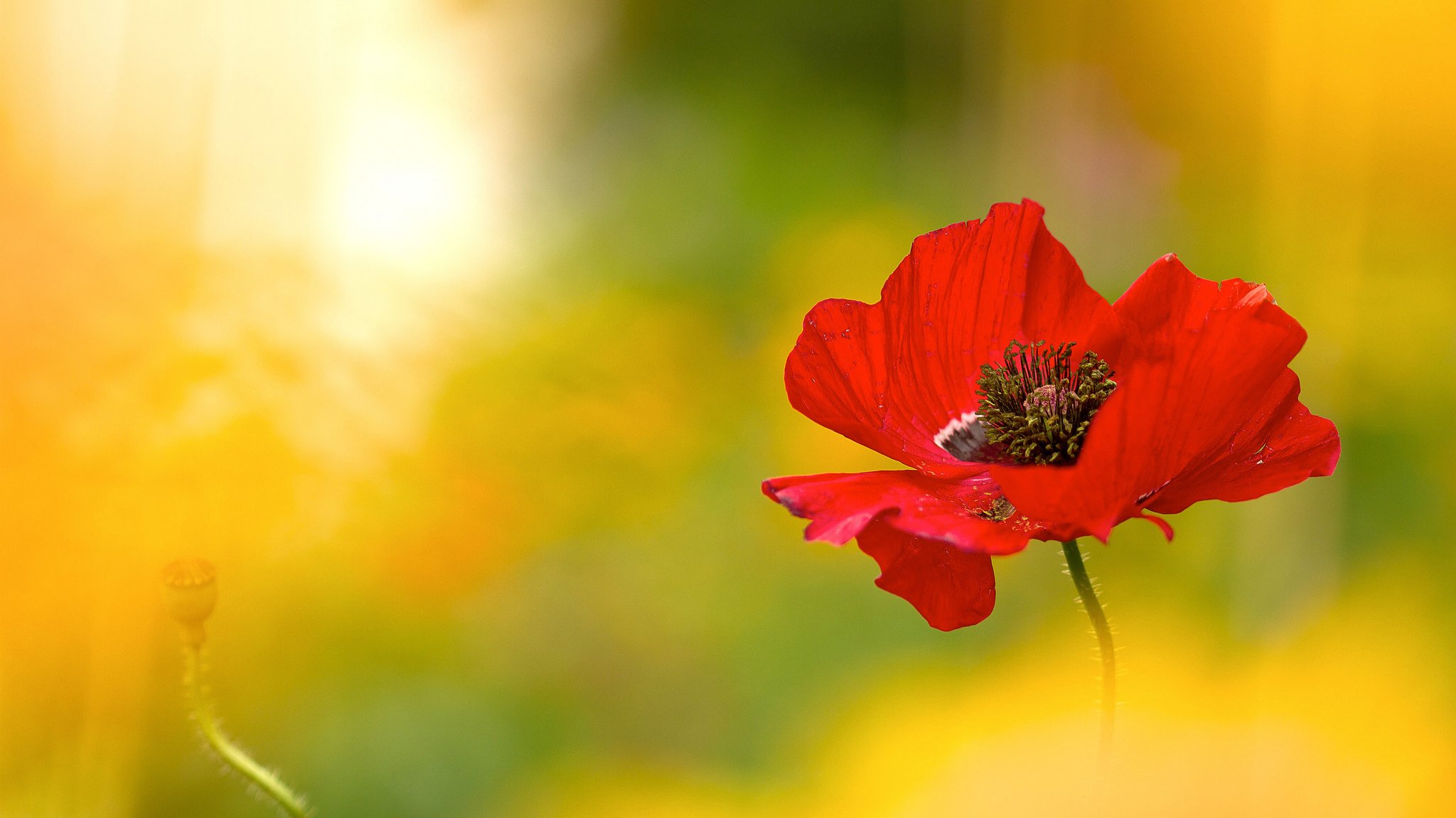 blume rot mohn licht beleuchtung unschärfe