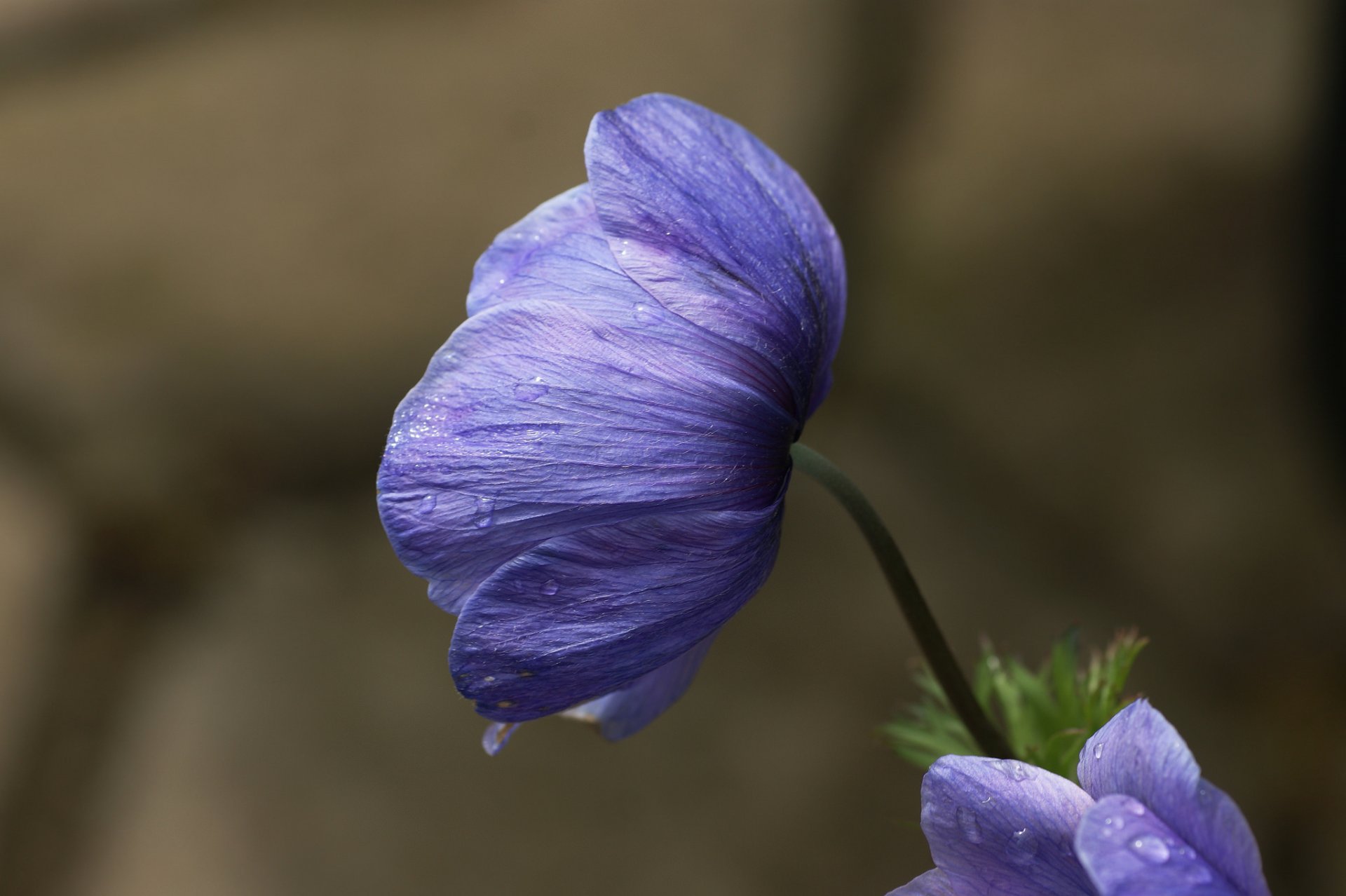 anémone lilas gouttes rosée