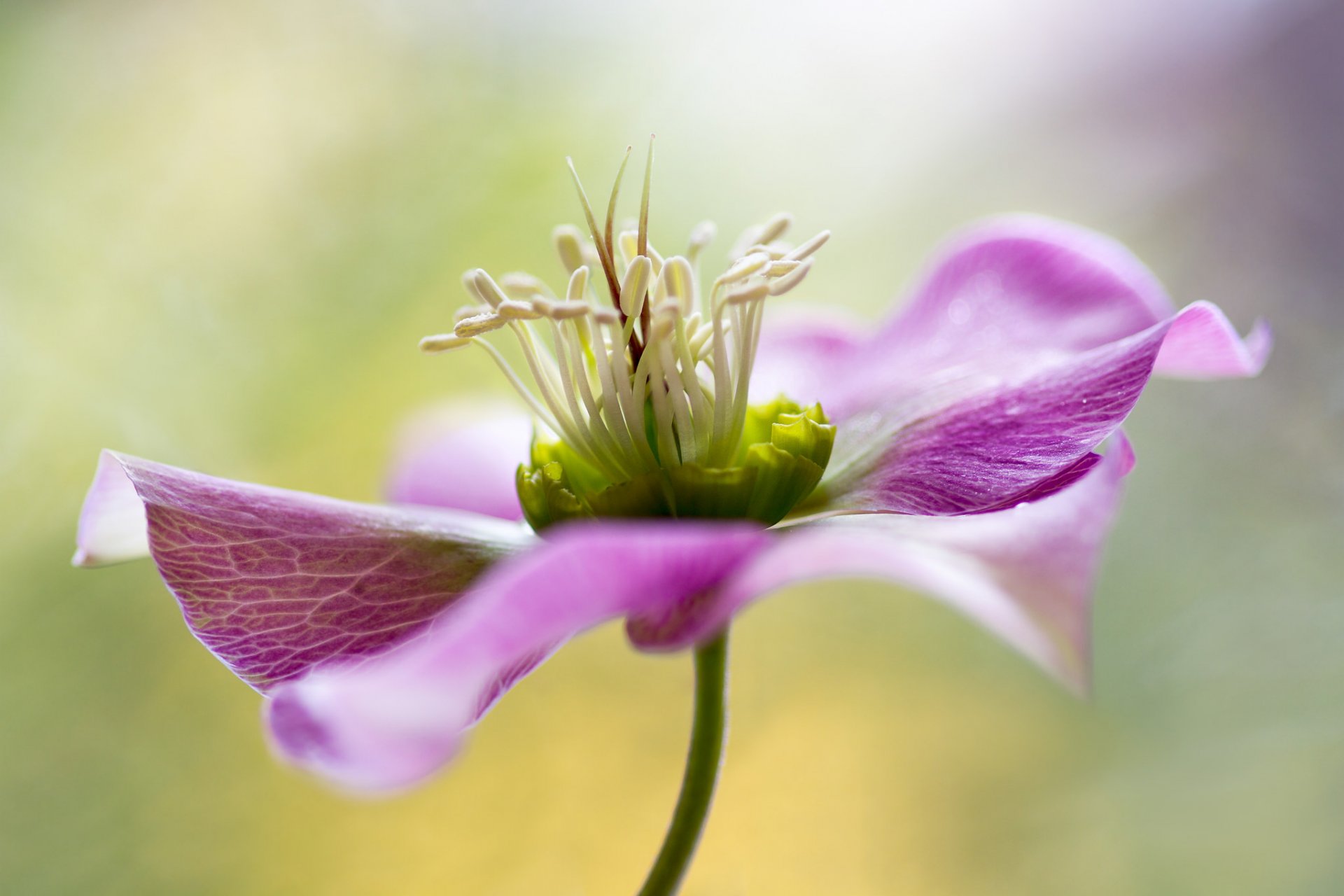 macro fondo bokeh