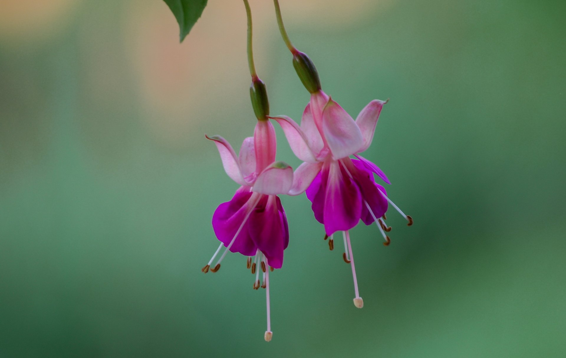 fucsia fiori rosa sfondo