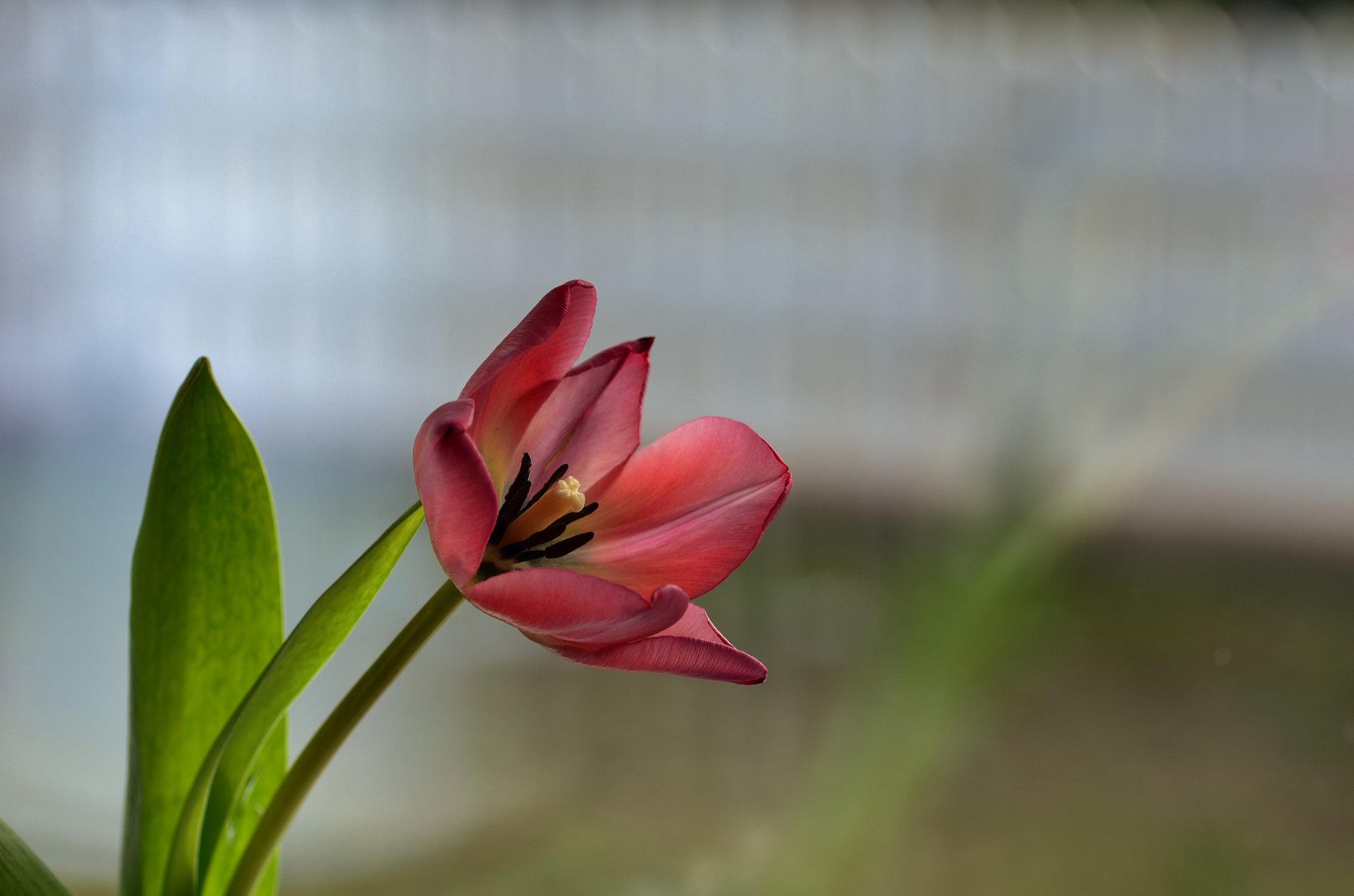 flor rojo tulipán fondo