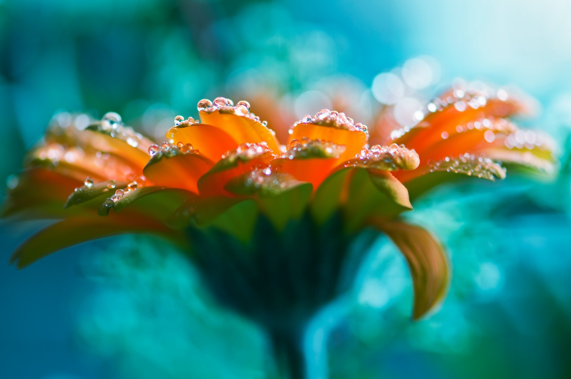 chiaro fiore rosa gocce d acqua rosa bella