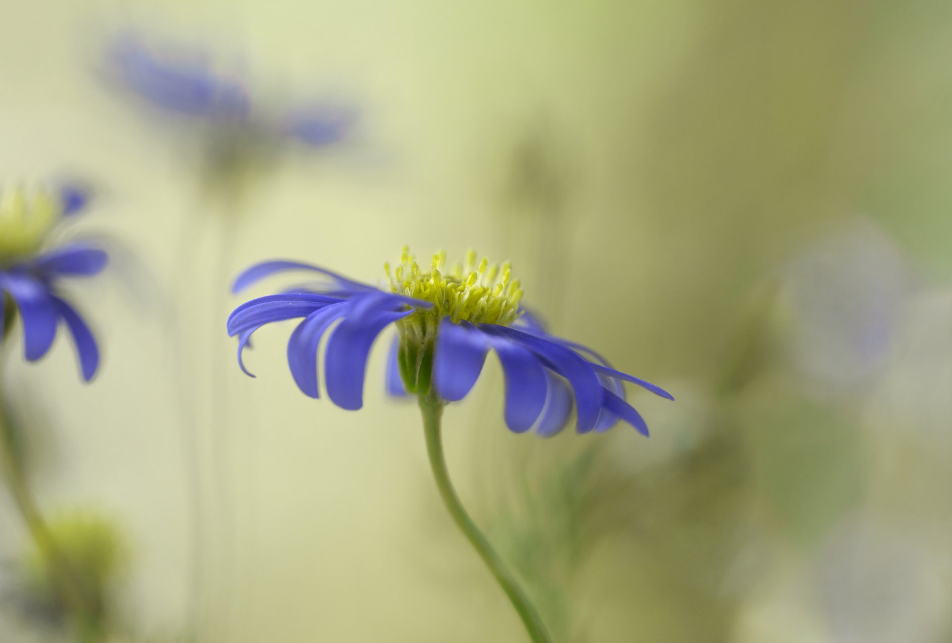 fiore lilla sfondo sfocatura