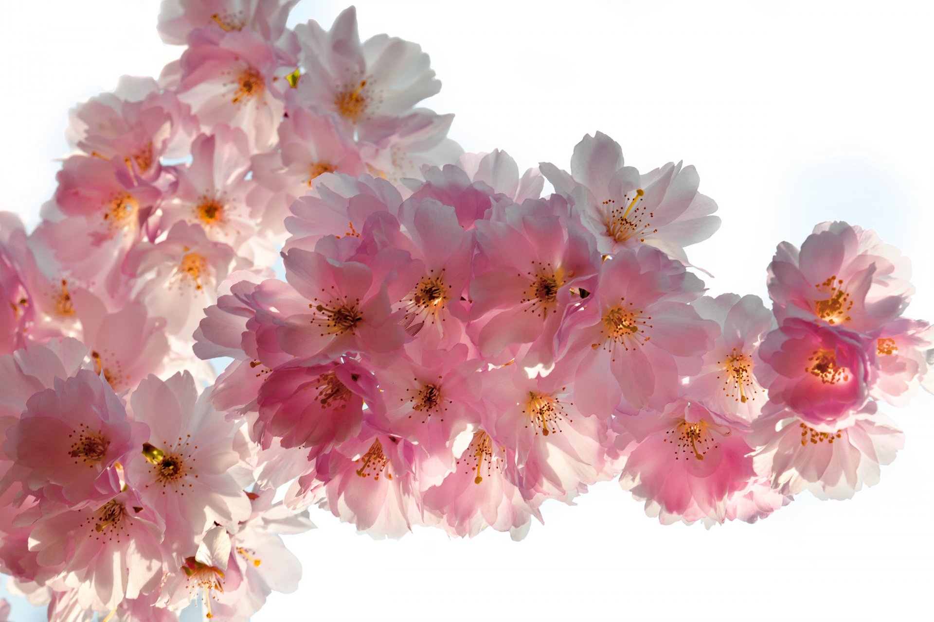 frühling blumen kirsche sakura wettbewerb rosa weiß blütenblätter schönheit frühling blüte zart rosa knospen zweige makro