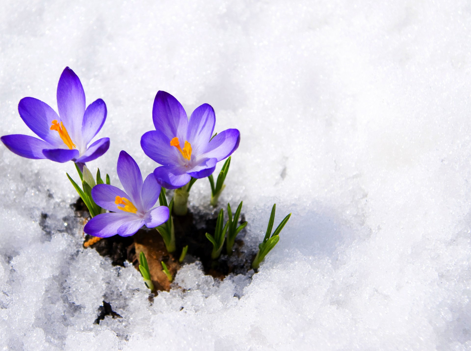 crocuses buds purple primrose snow spring flowers macro burnt purple primroses spring macro