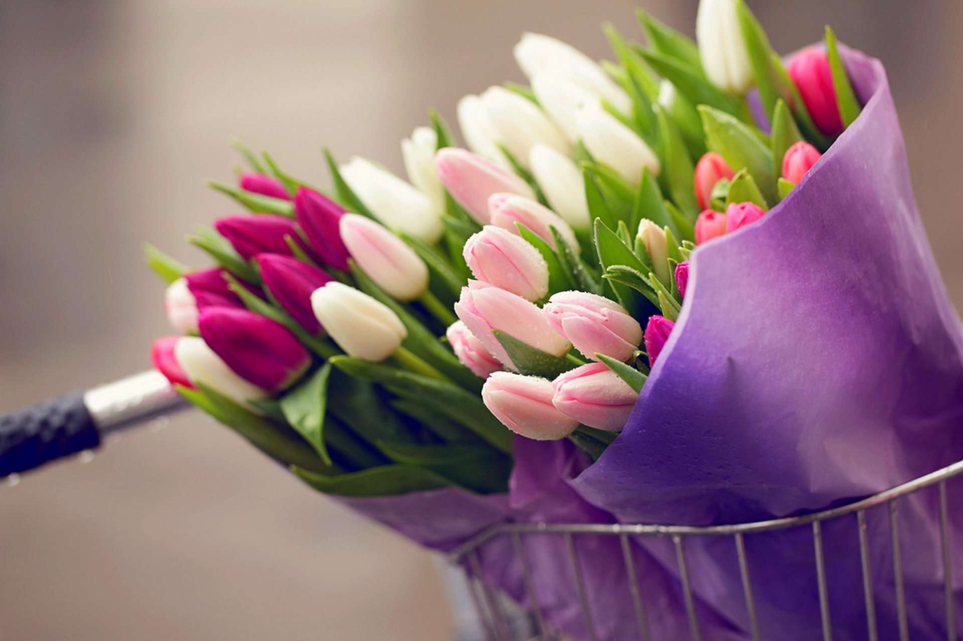 fleurs bouquet tulipes gouttes vélo