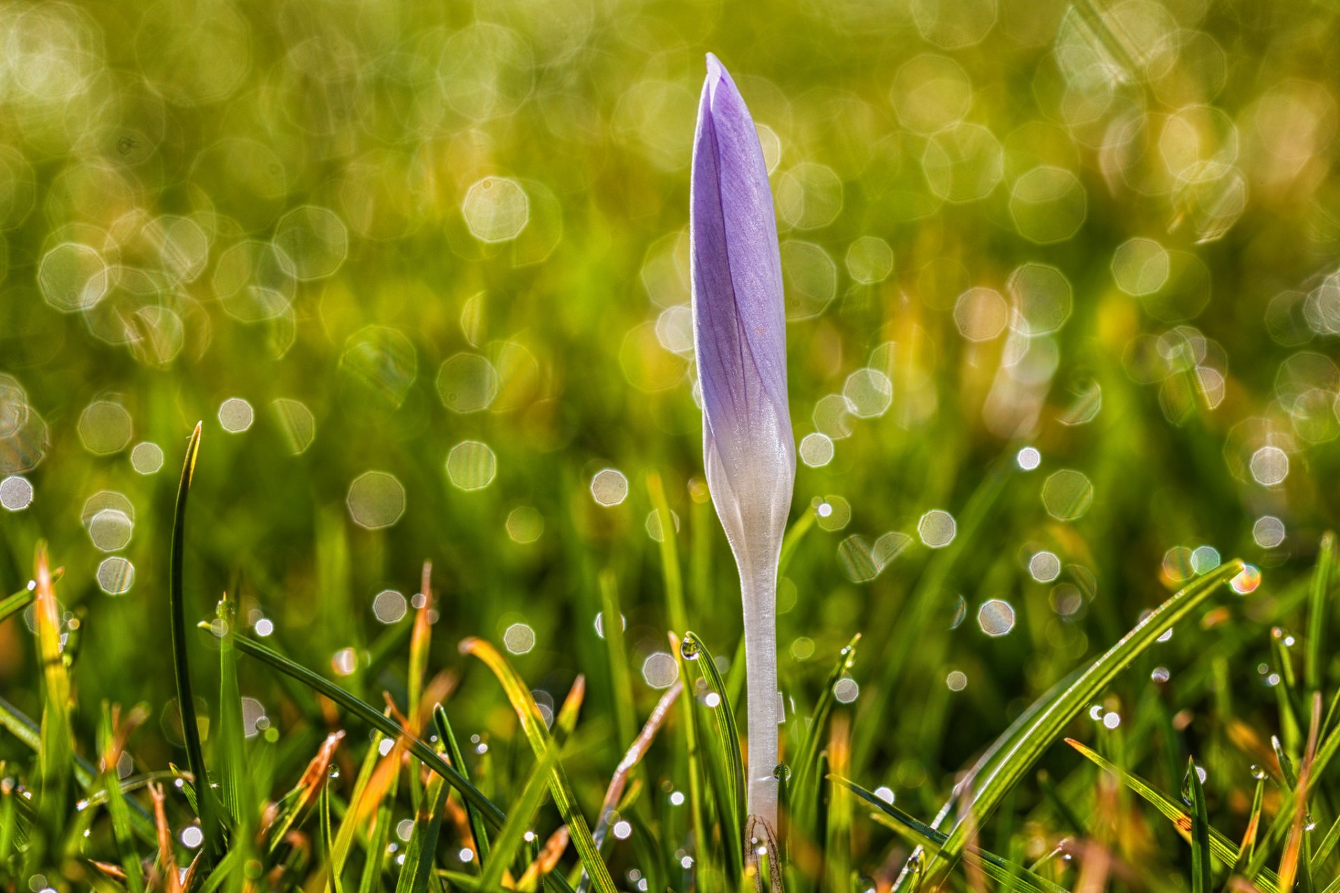 crocus lilas fleur herbe gouttes éblouissement printemps nature