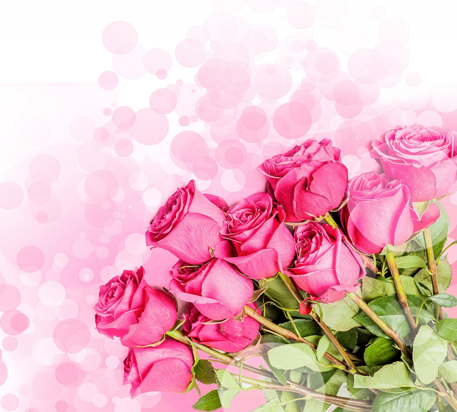 pink background flower bouquet pink rose