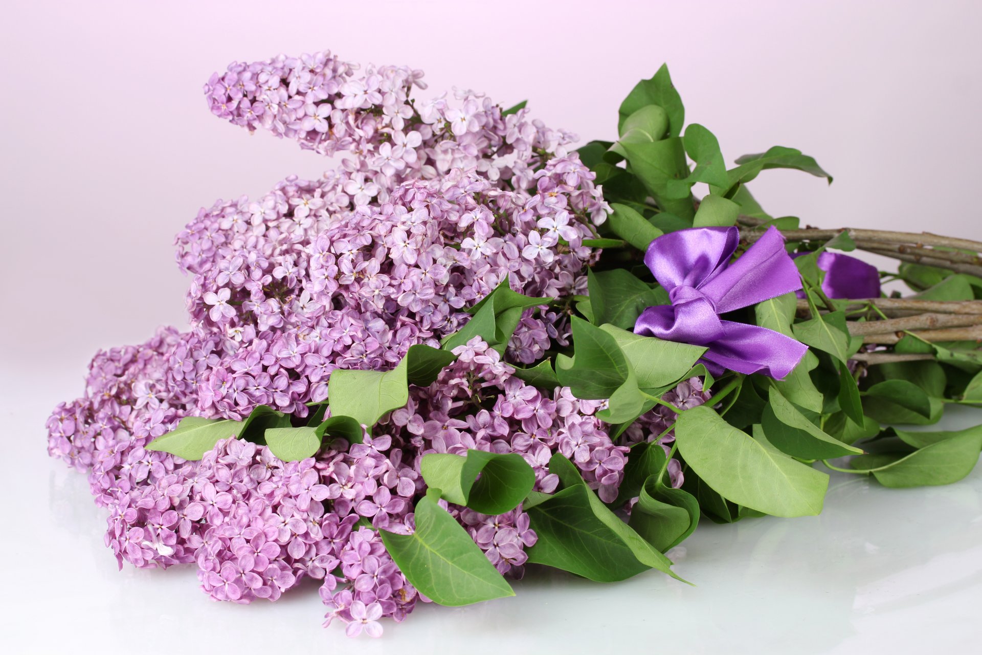 lilas fleurs printemps violet branches feuilles arc