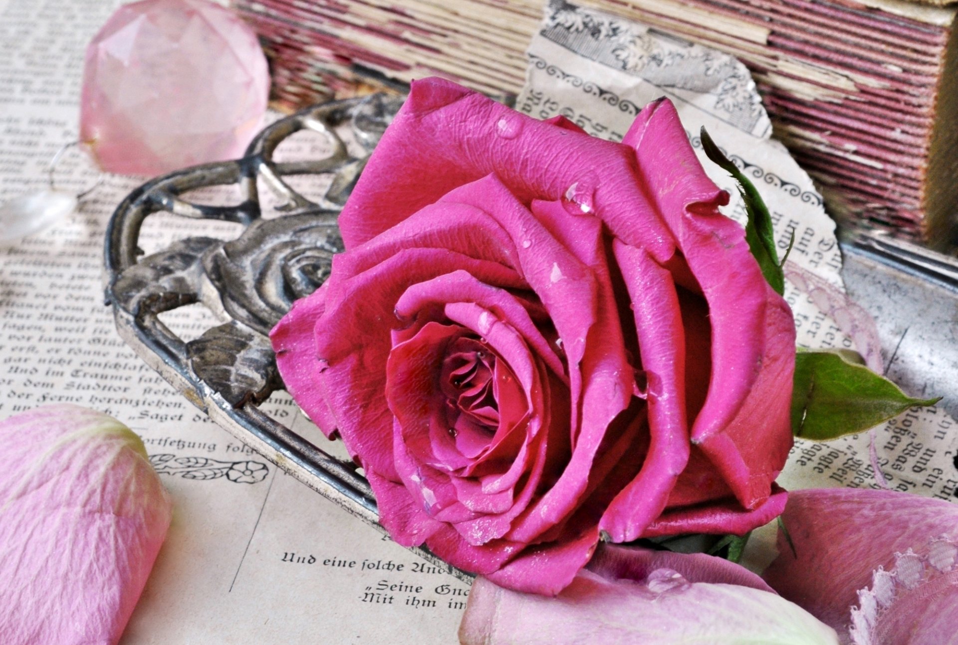 rosa rosa brote vintage estilo libros viejos páginas pétalos