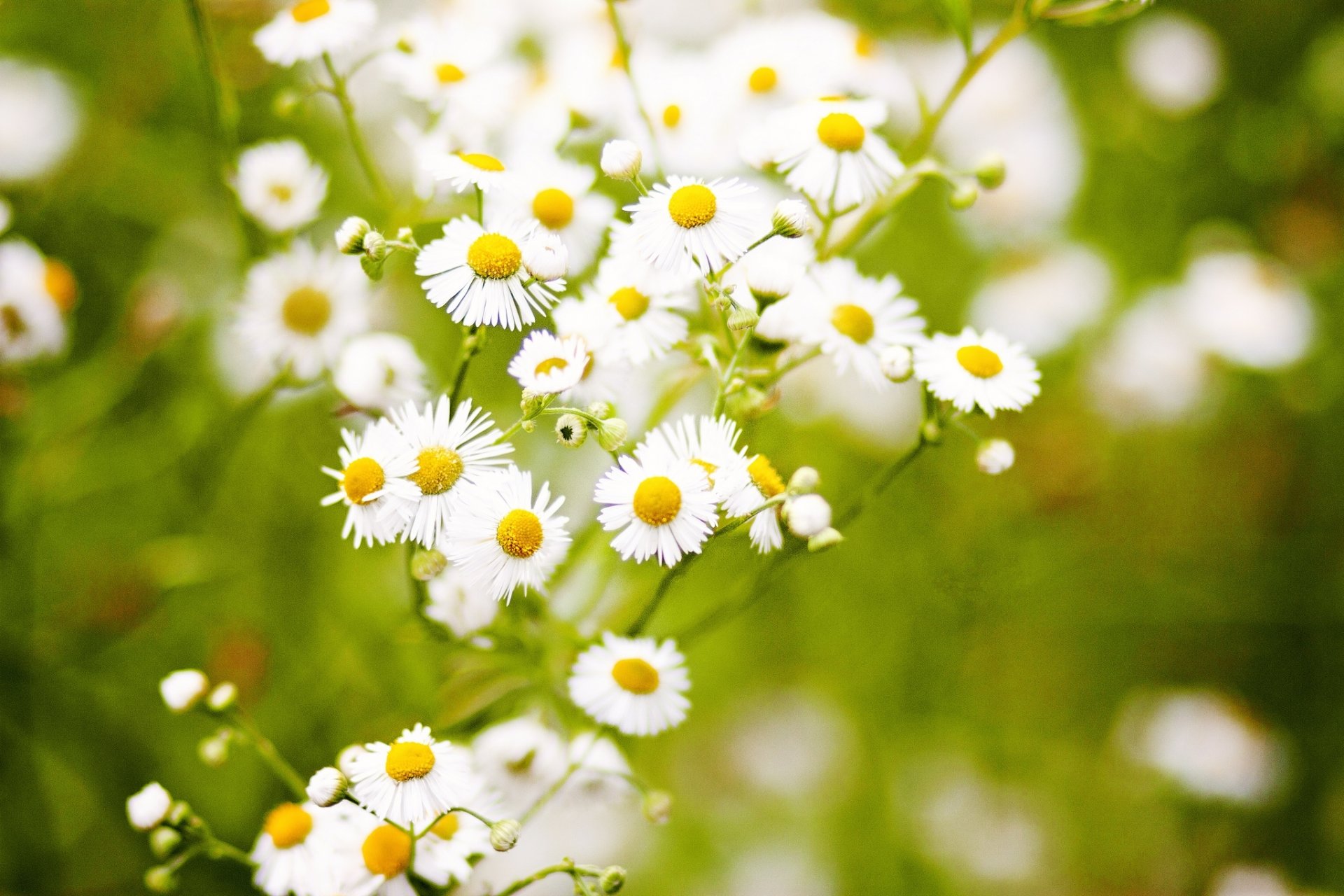 chamomile flower grass nature background green leentje photography