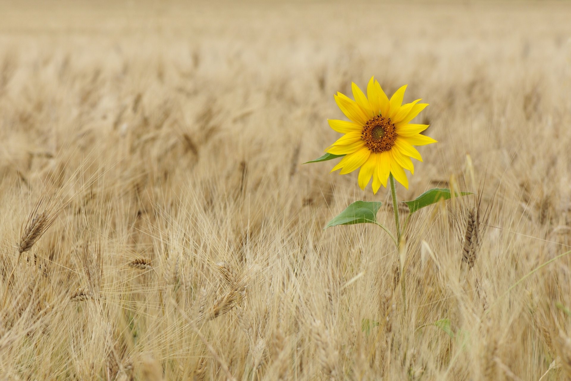 girasol campo espigas