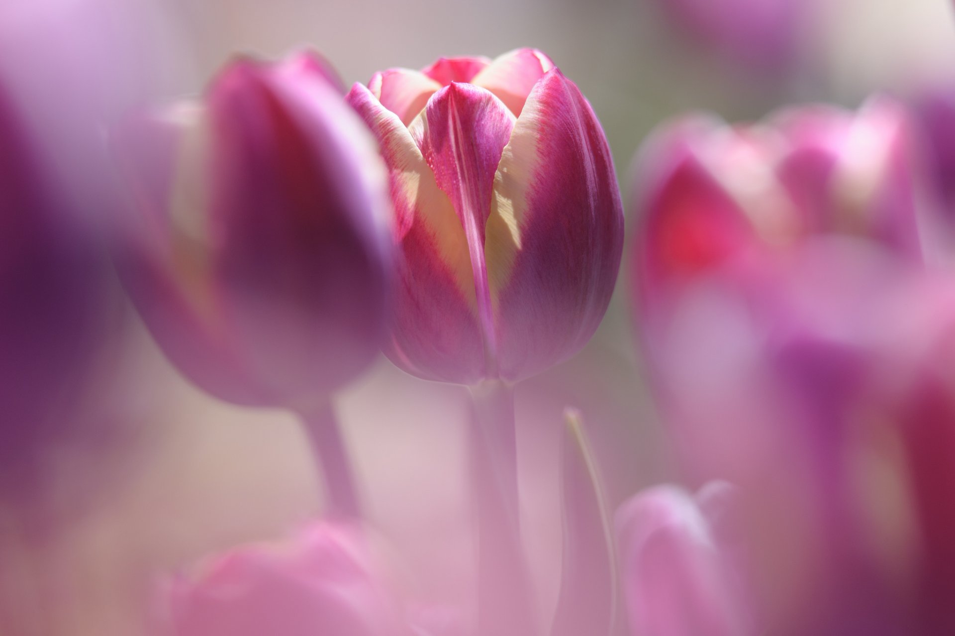 tulipani cremisi petali fiori sfocatura