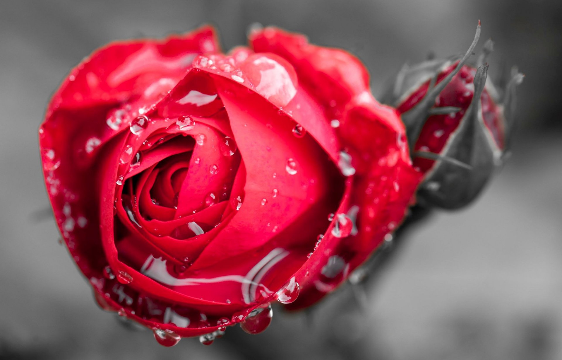 fiori fiore fiore rosa gocce rugiada acqua rosa rossa macro macro germoglio sfondo carta da parati widescreen schermo intero widescreen widescreen