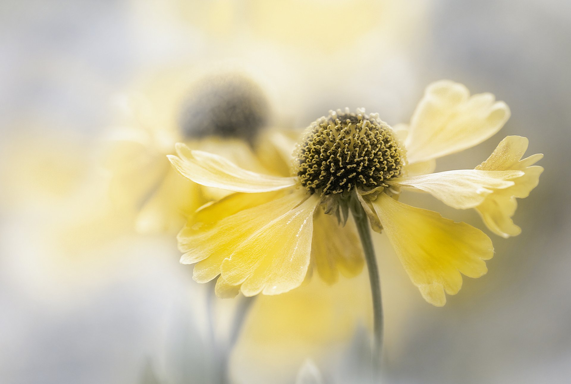 flores amarillo flor fondo