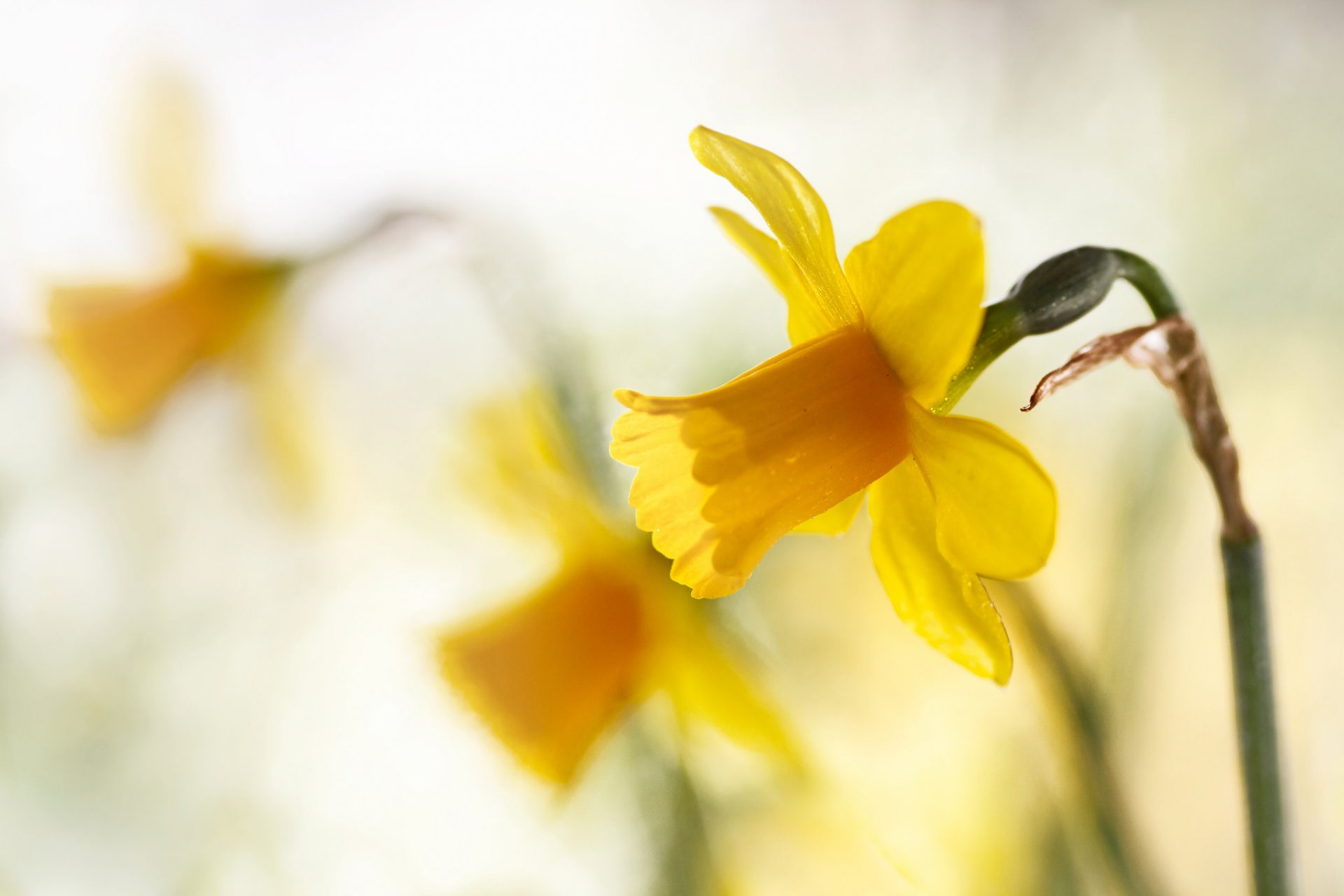 printemps jaune jonquilles.jaune gros plan bokeh