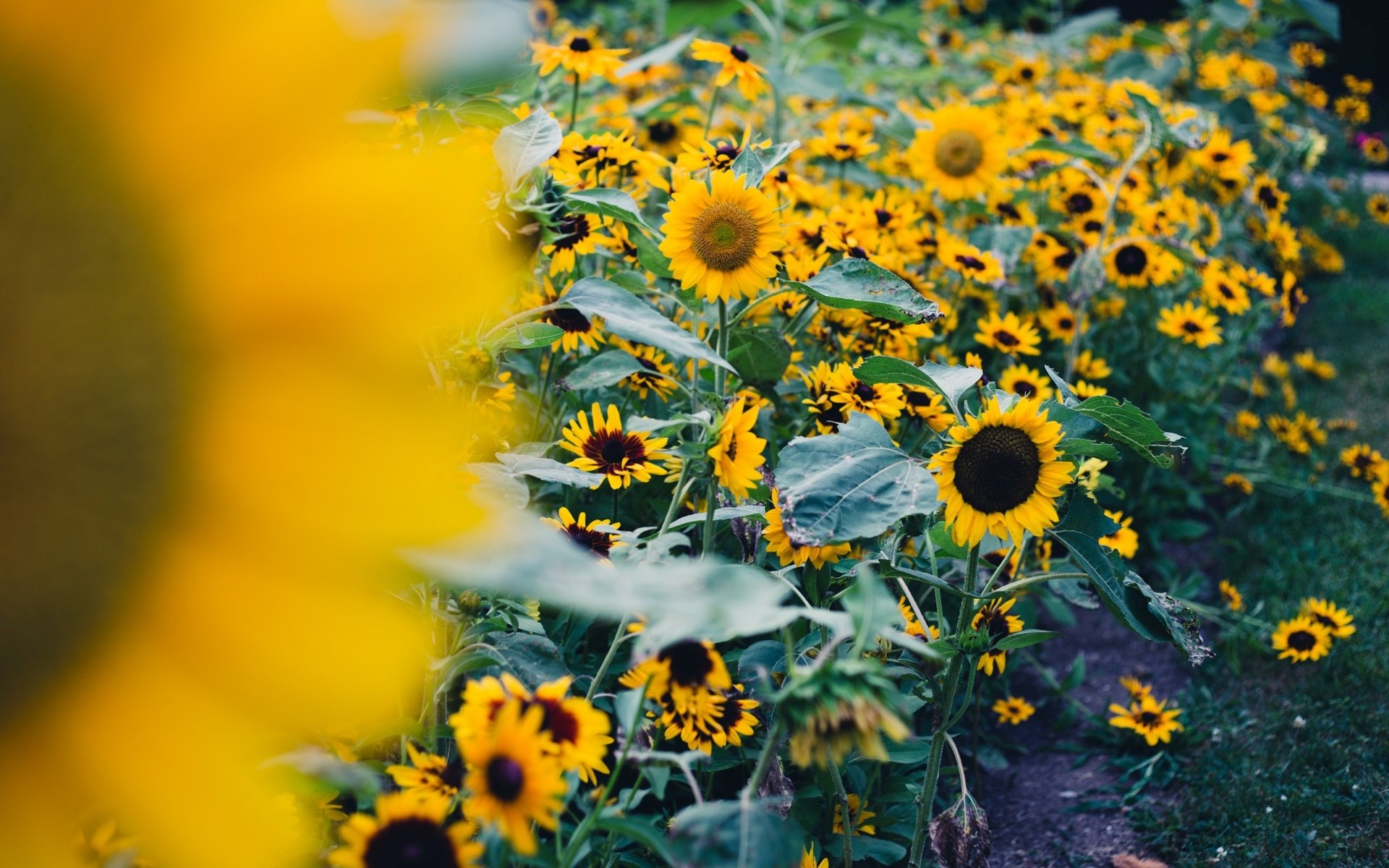 fiori fiori fiorellino girasole girasoli campo foglie volantini natura sfondo carta da parati widescreen schermo intero widescreen widescreen