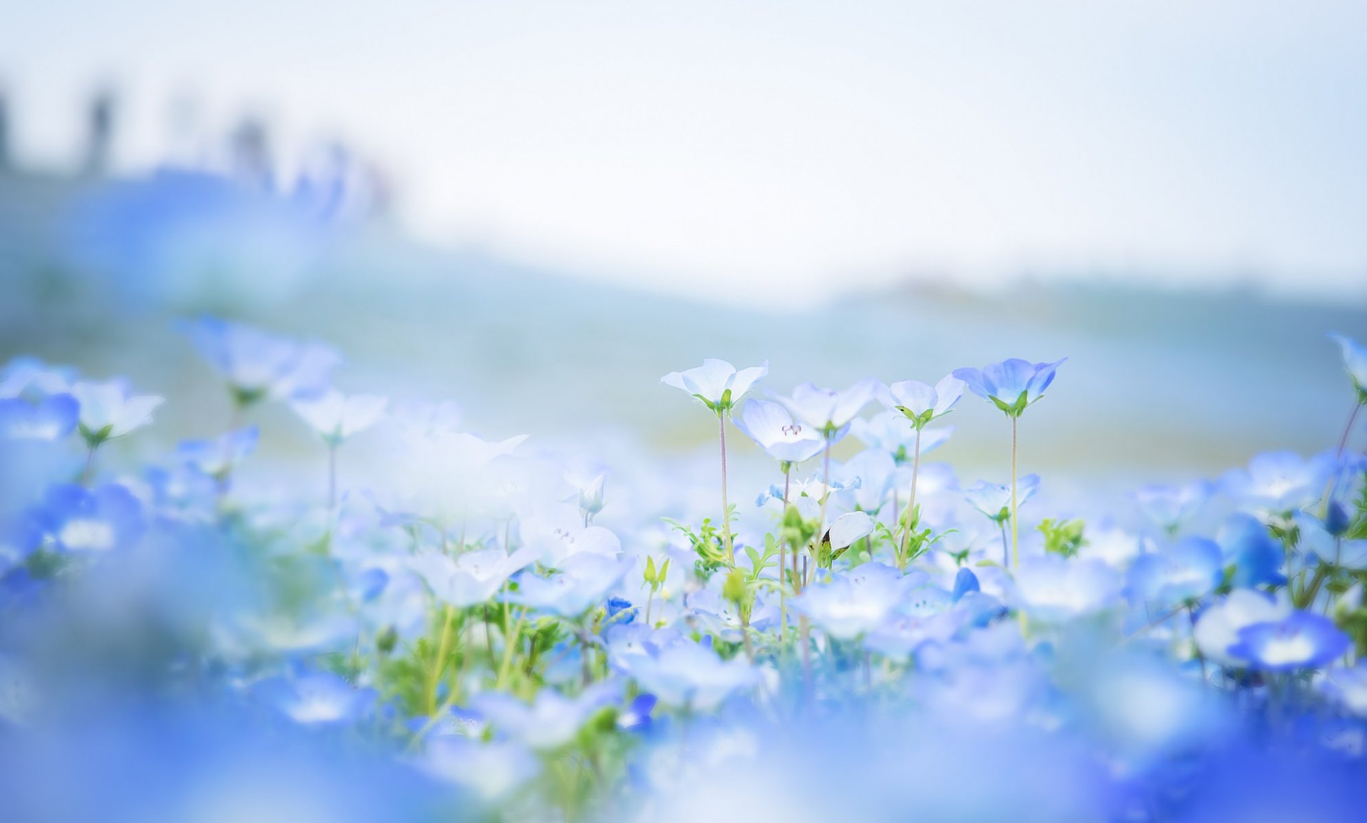 nemophila flores azul pétalos campo desenfoque