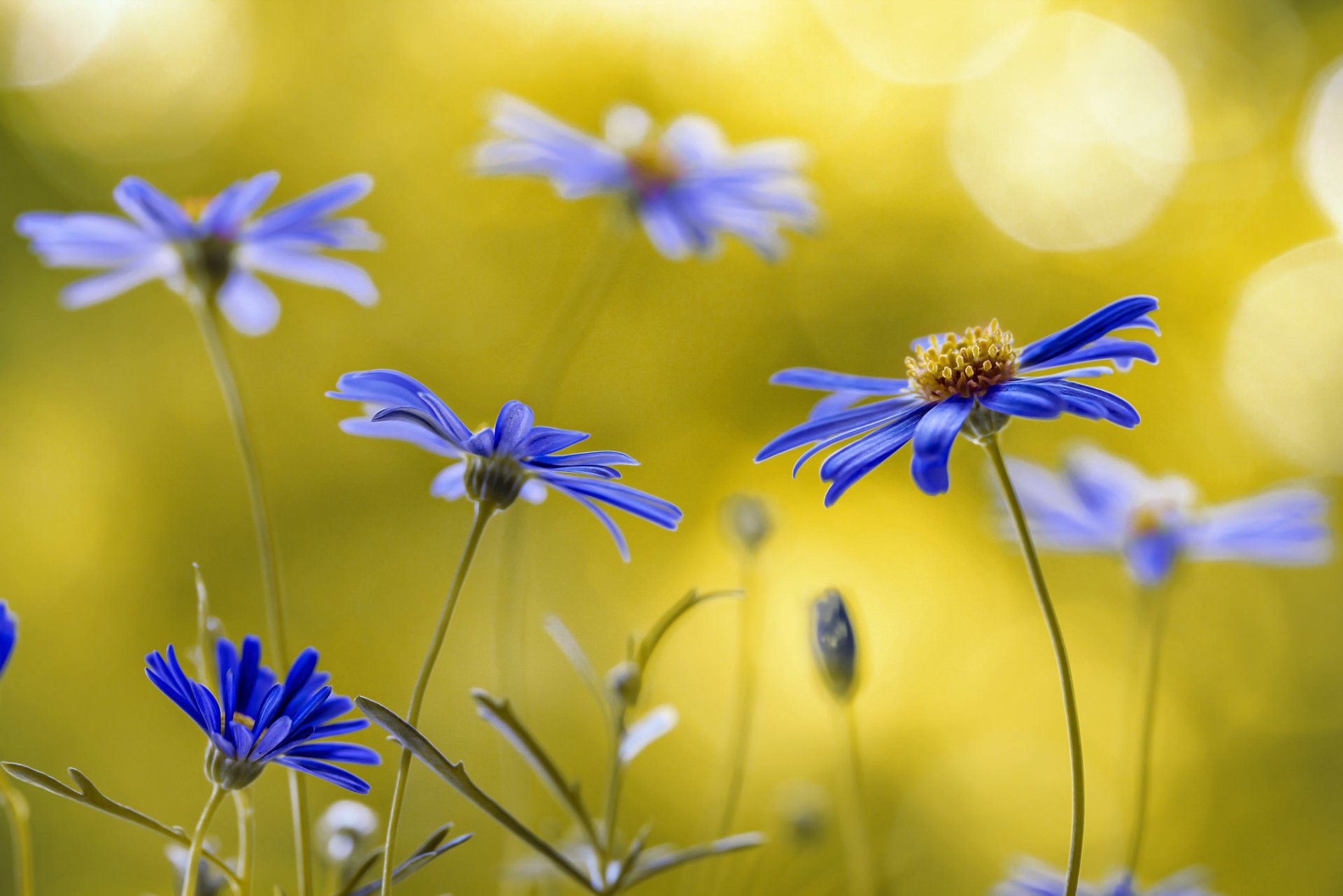 brachycome fiori macro petali viola natura